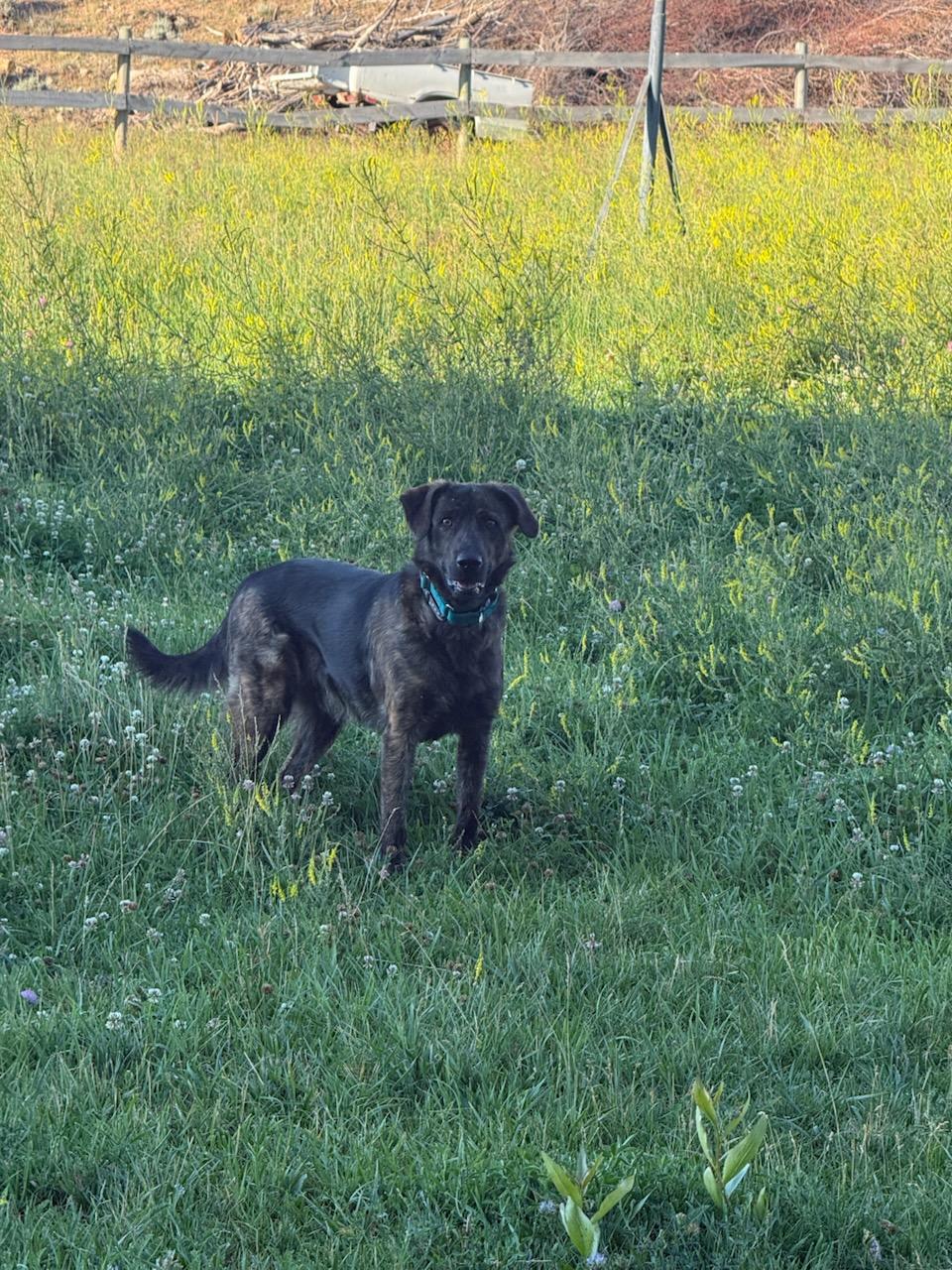 SAVOS, ADOPTABLE, Young Male Black Labrador Retriever & English Springer Spaniel.