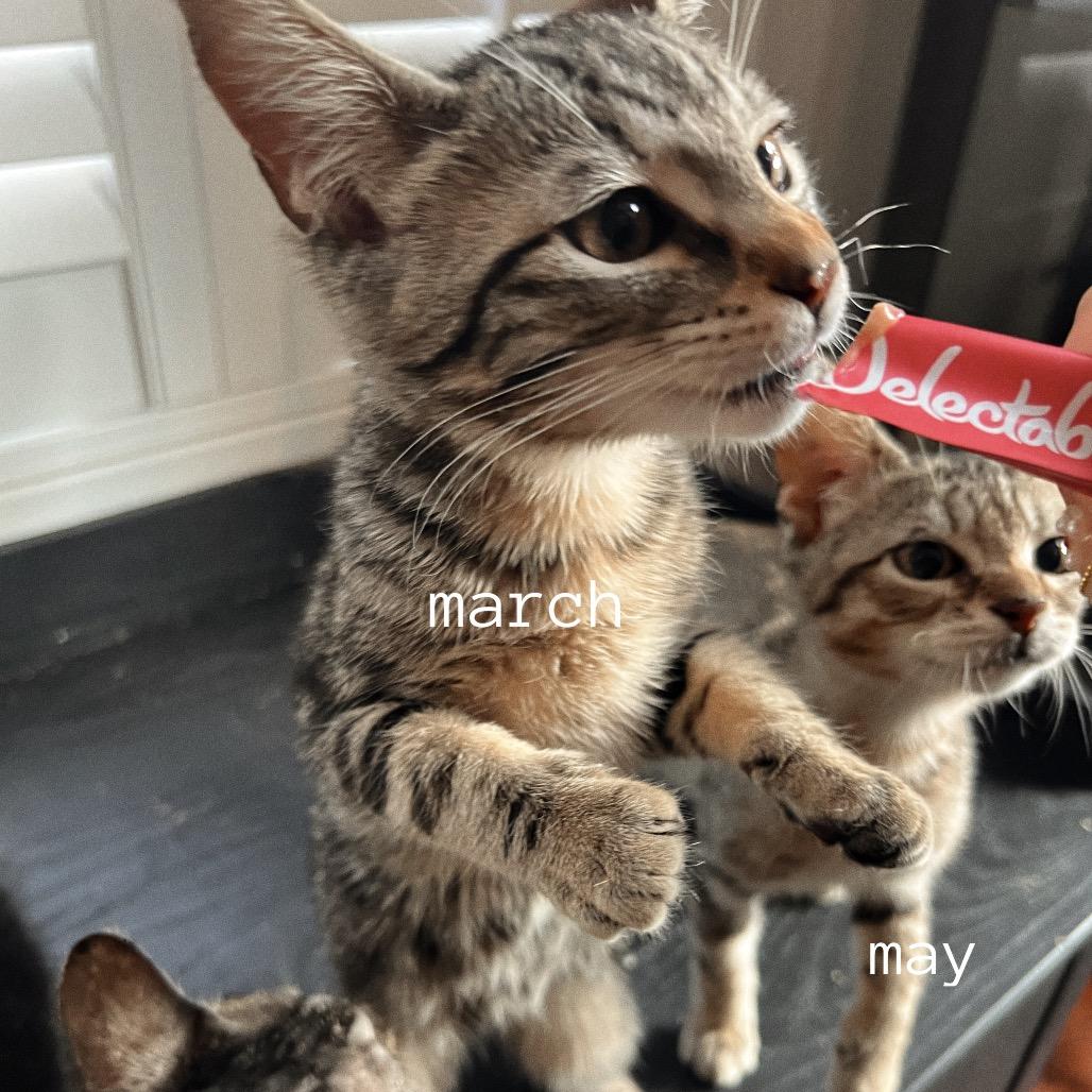 Enlarge MARCH, a Adoptable Domestic Short Hair in San Antonio, TX image 1/4