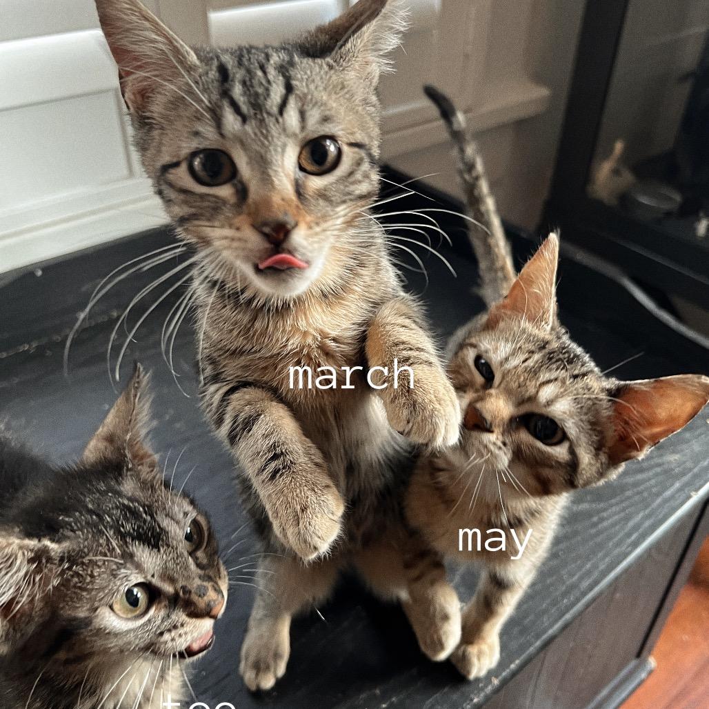 Enlarge MARCH, a Adoptable Domestic Short Hair in San Antonio, TX image 3/4