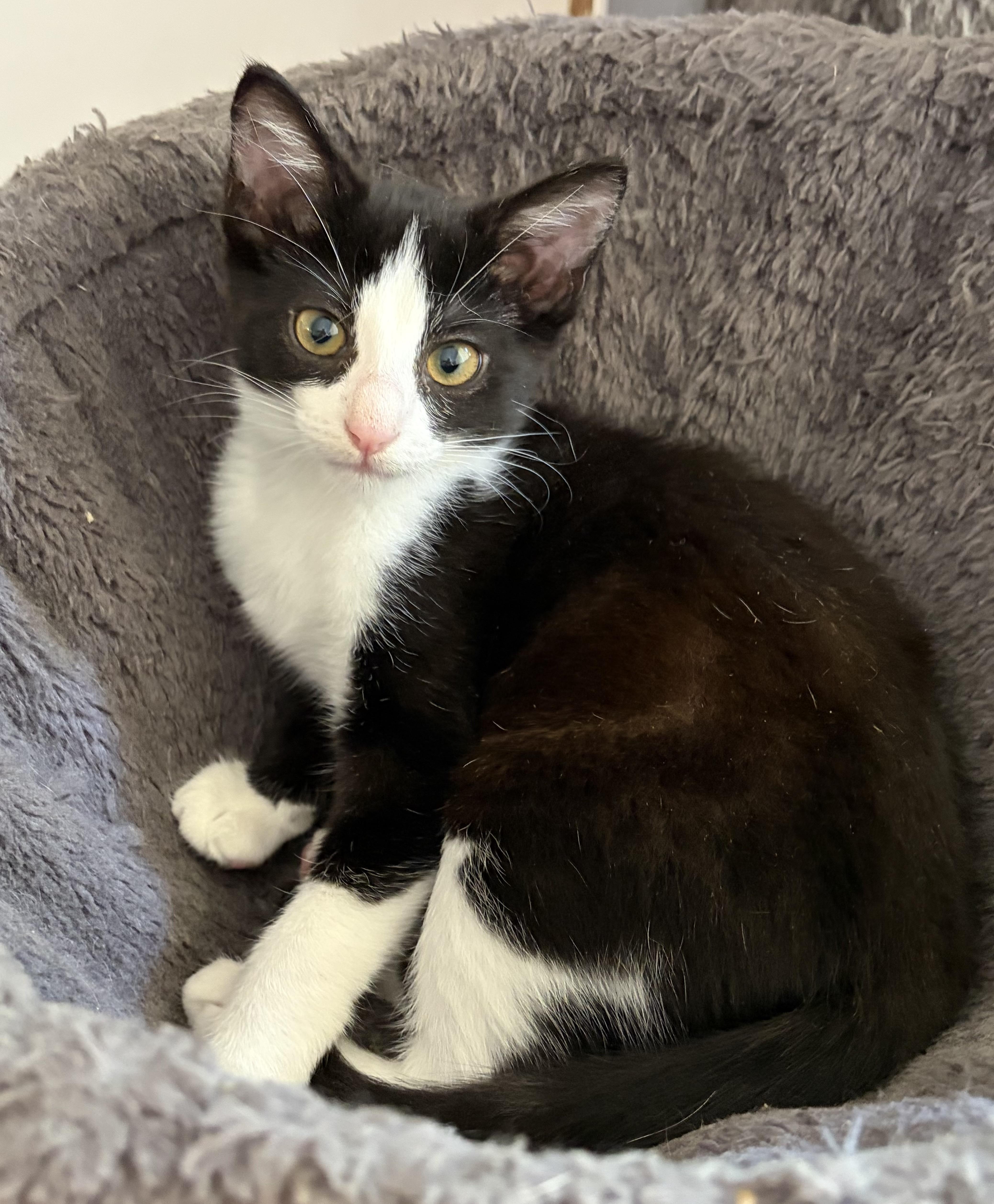 Bubbles, a ADOPTABLE Domestic Short Hair in Davis, CA image 1/2