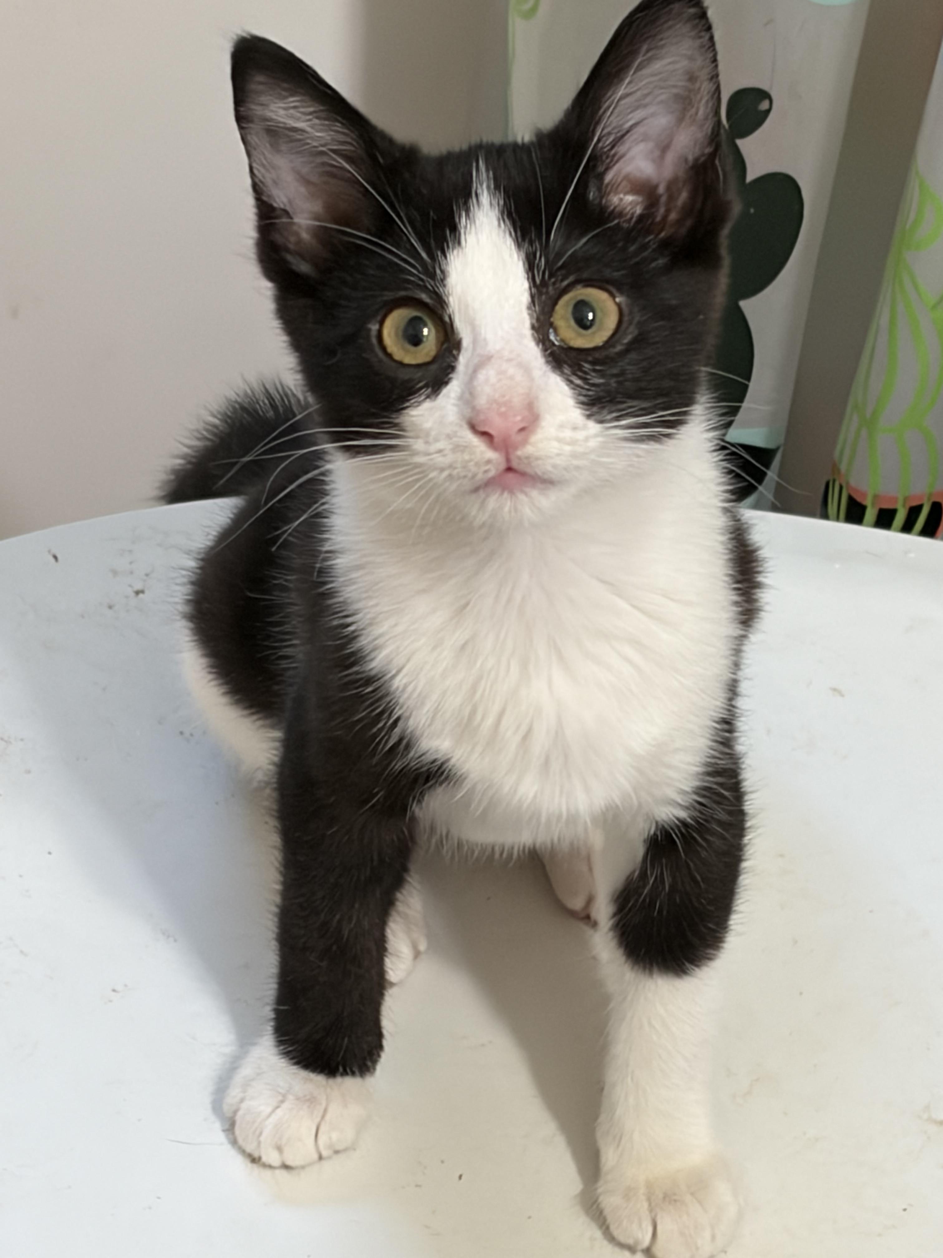 Bubbles, a ADOPTABLE Domestic Short Hair in Davis, CA image 2/2
