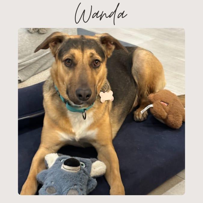 WANDA, Adoptable, Adult Female German Shepherd Dog & Mixed Breed.