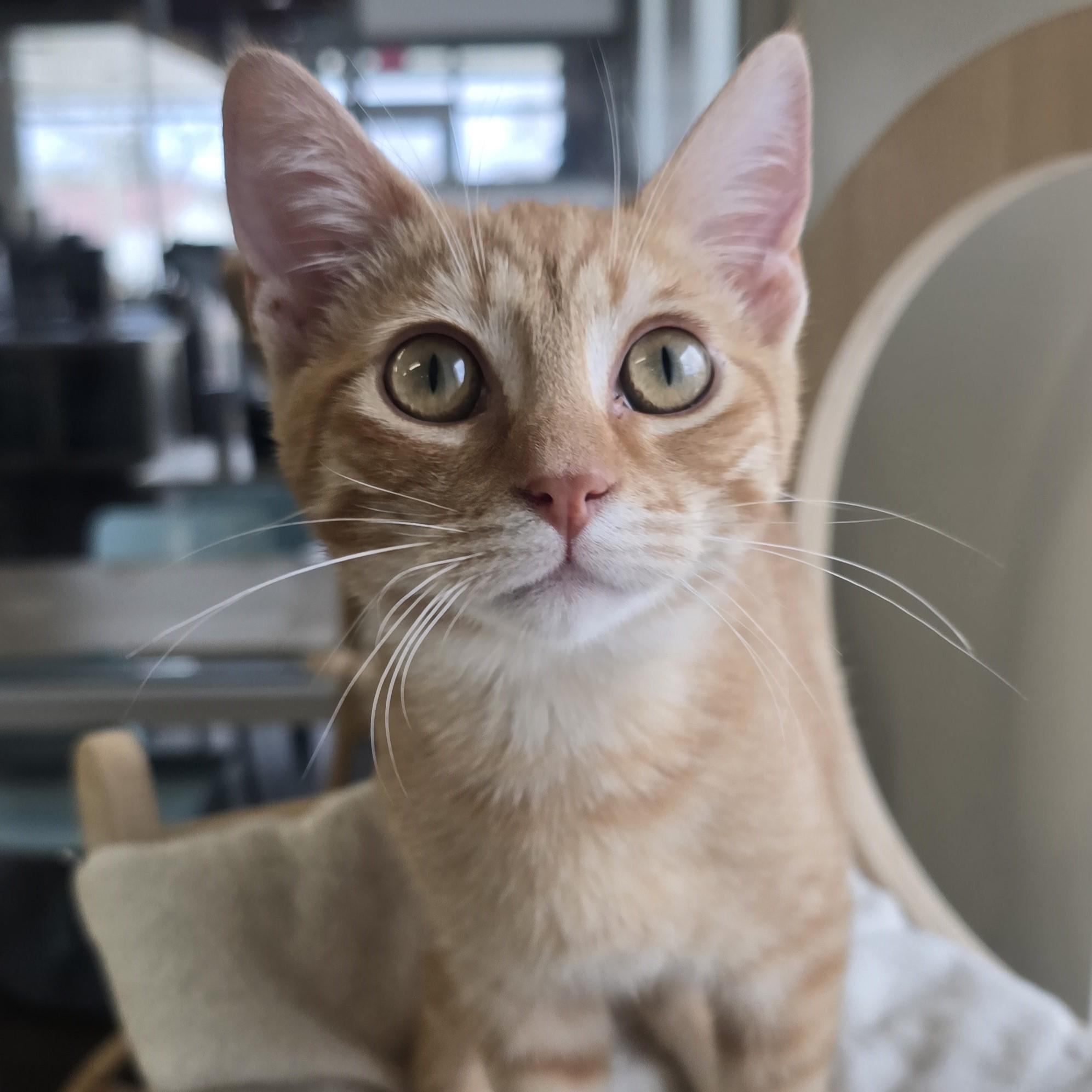 Enlarge Fennec, an adopted Domestic Short Hair in Nashville, TN image 2/6