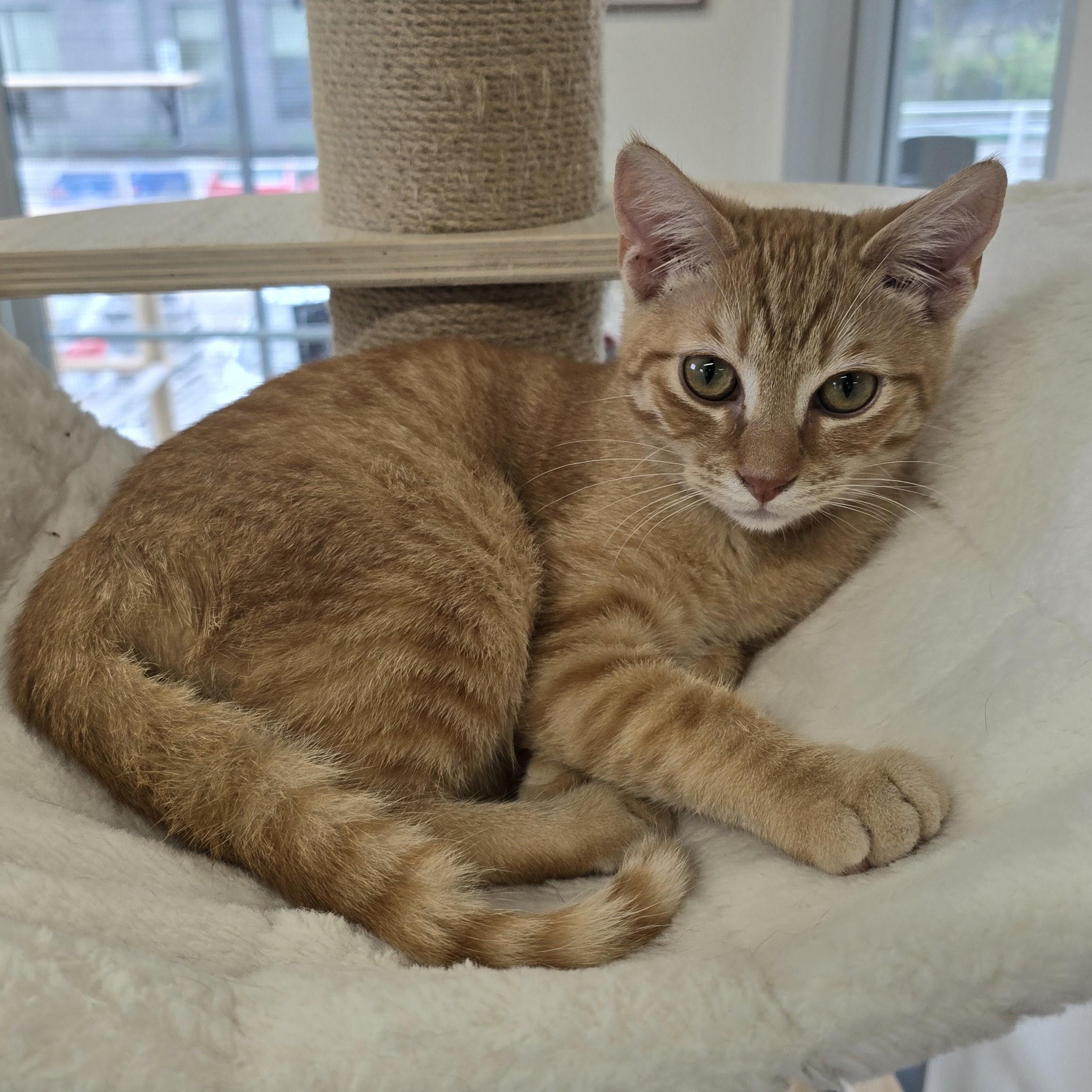 Enlarge Fennec, an adopted Domestic Short Hair in Nashville, TN image 5/6