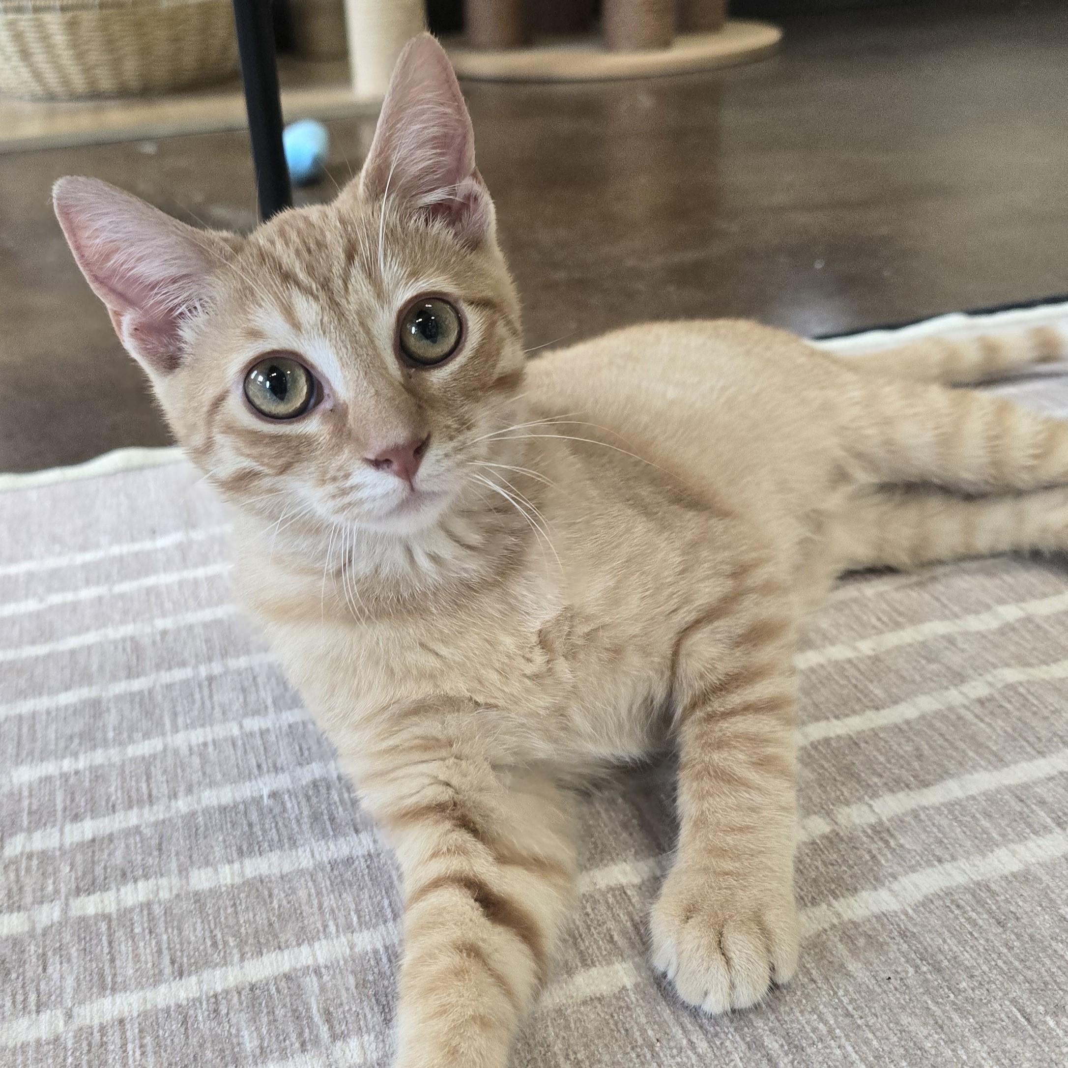 Enlarge Fennec, an adopted Domestic Short Hair in Nashville, TN image 3/6