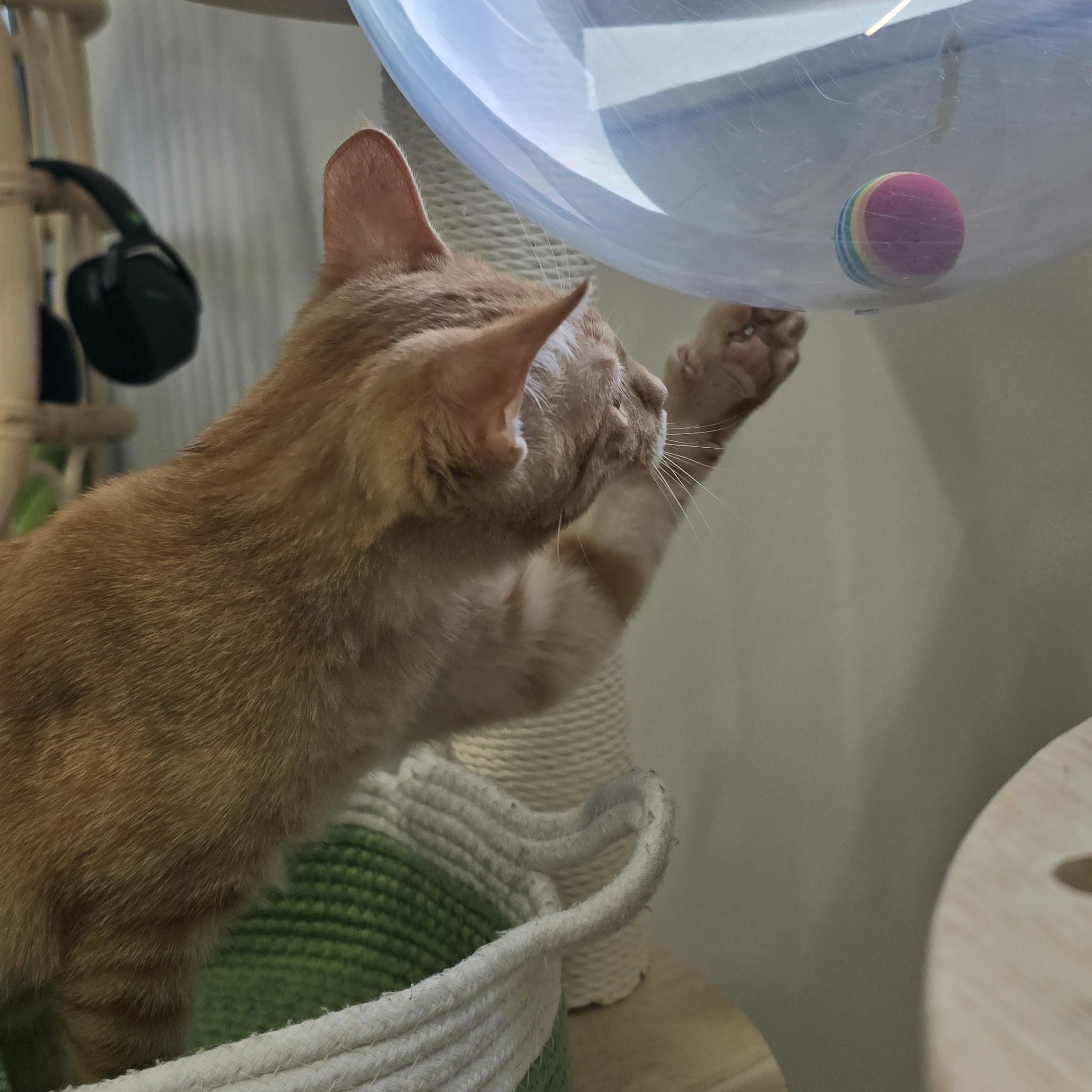 Enlarge Fennec, an adopted Domestic Short Hair in Nashville, TN image 6/6