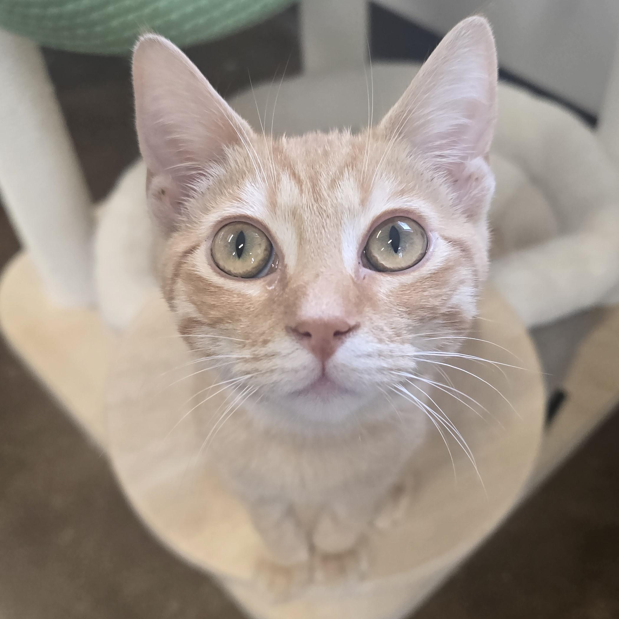 Fennec, ADOPTABLE, Young Male Domestic Short Hair.