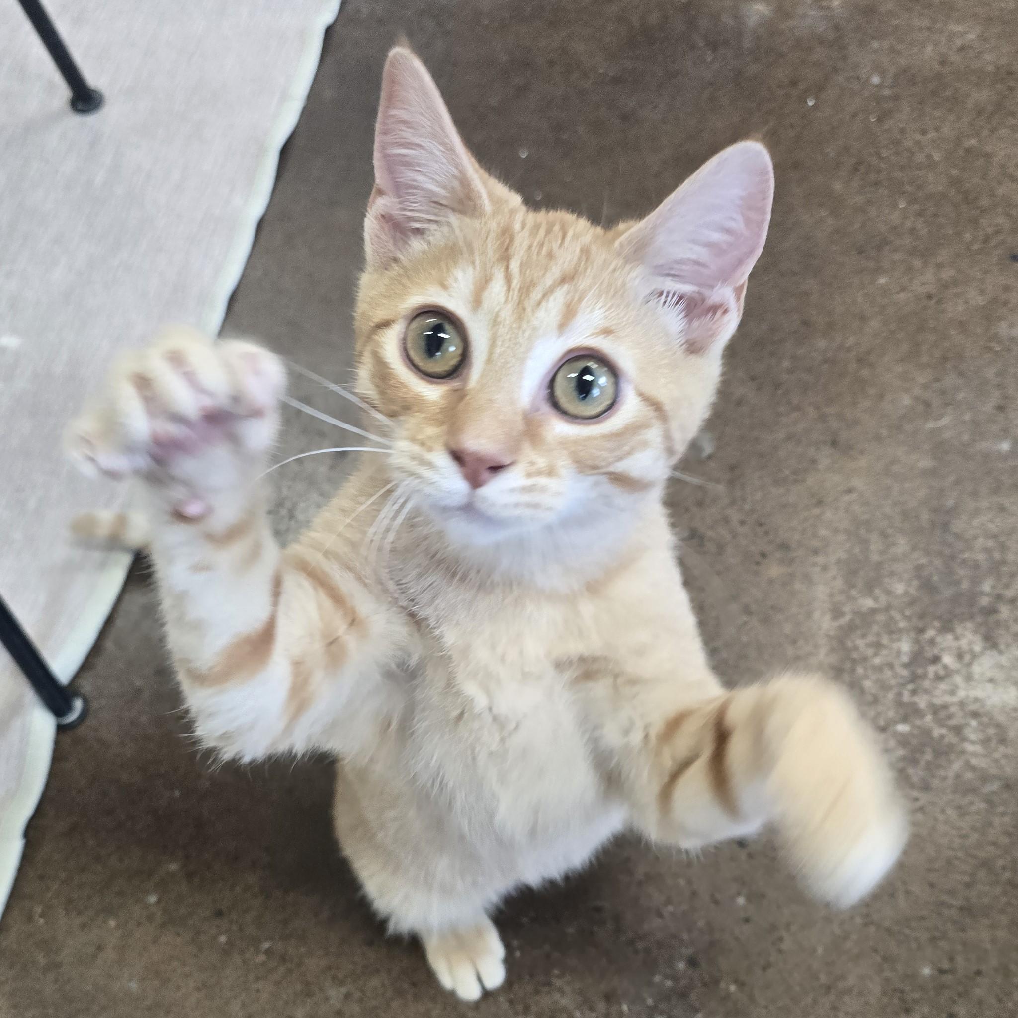 Enlarge Fennec, an adopted Domestic Short Hair in Nashville, TN image 4/6