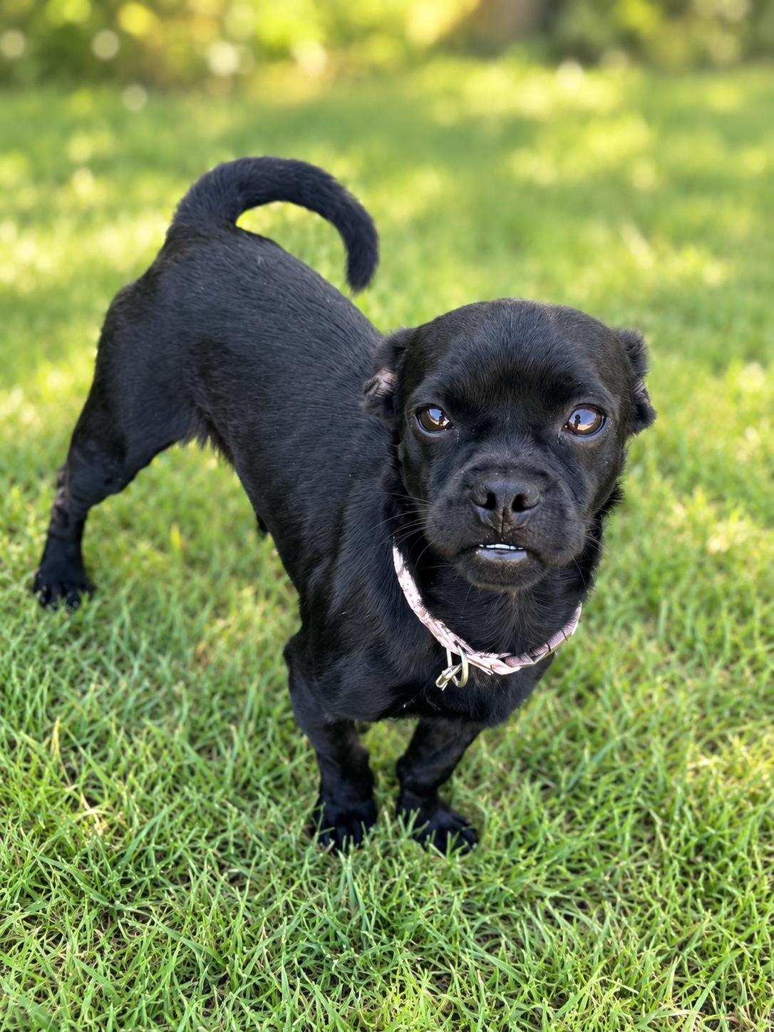 Robin, Adoptable, Puppy Male Pug.
