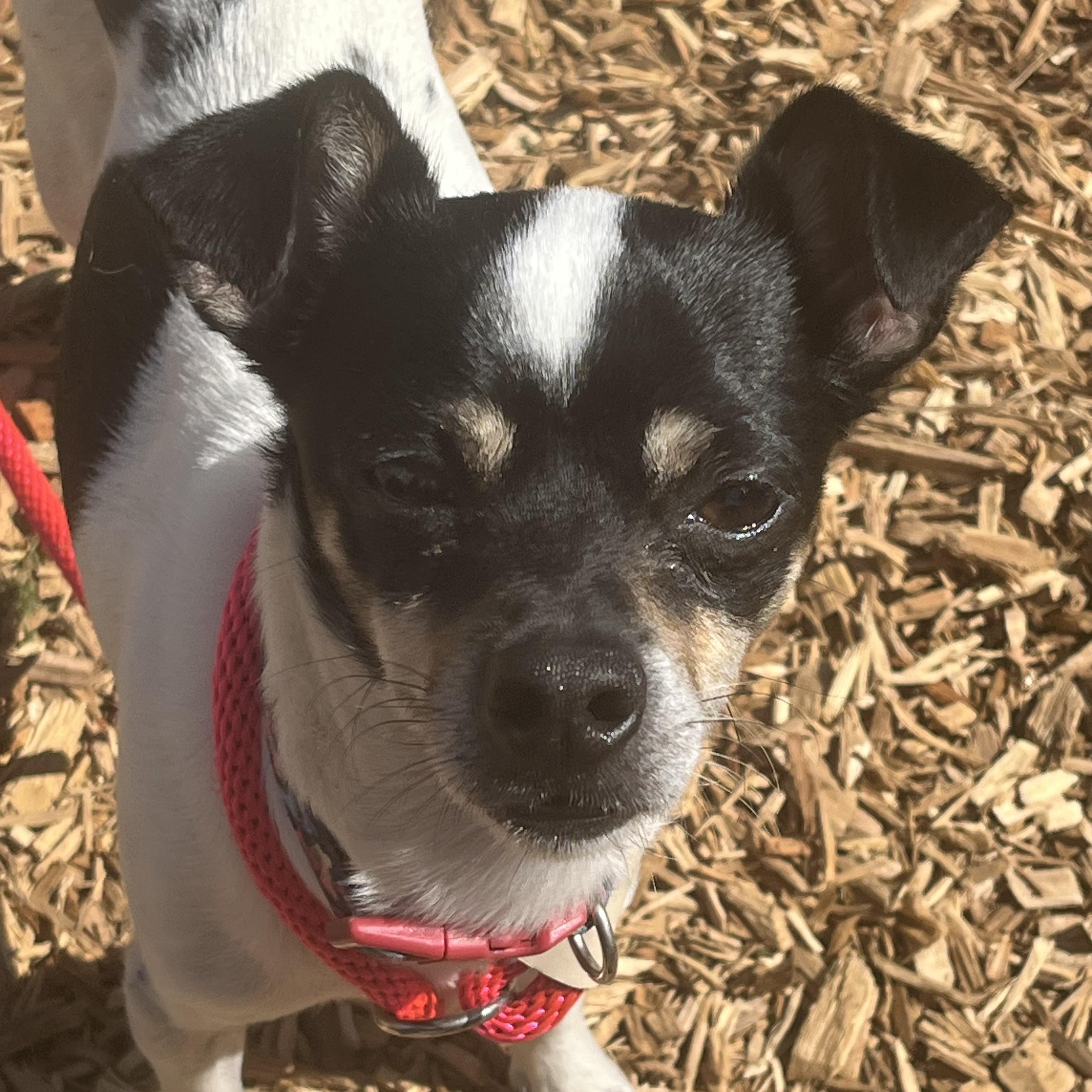 Miso, ADOPTABLE, Young Male Chihuahua.
