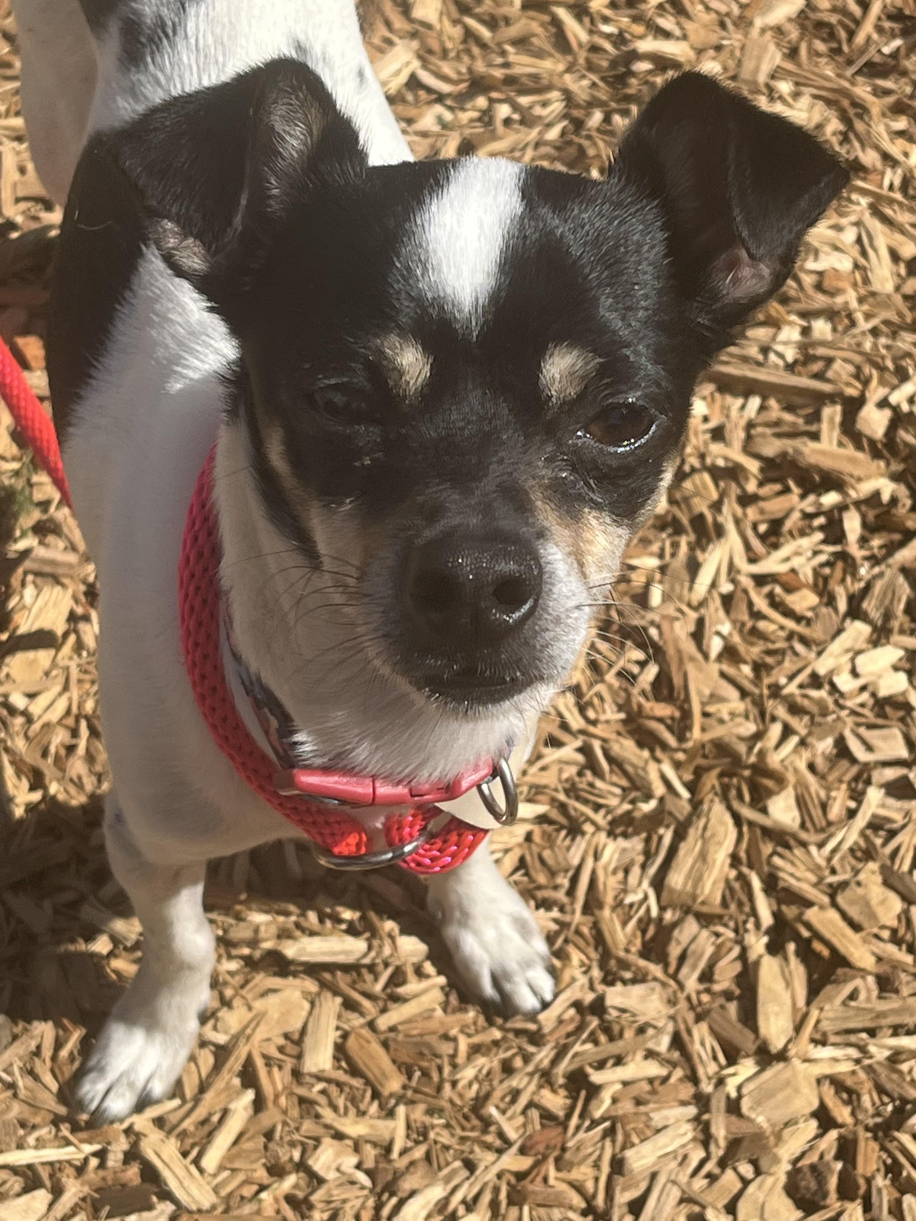 Miso, a ADOPTABLE mixed breed in Abington, PA image 2/3