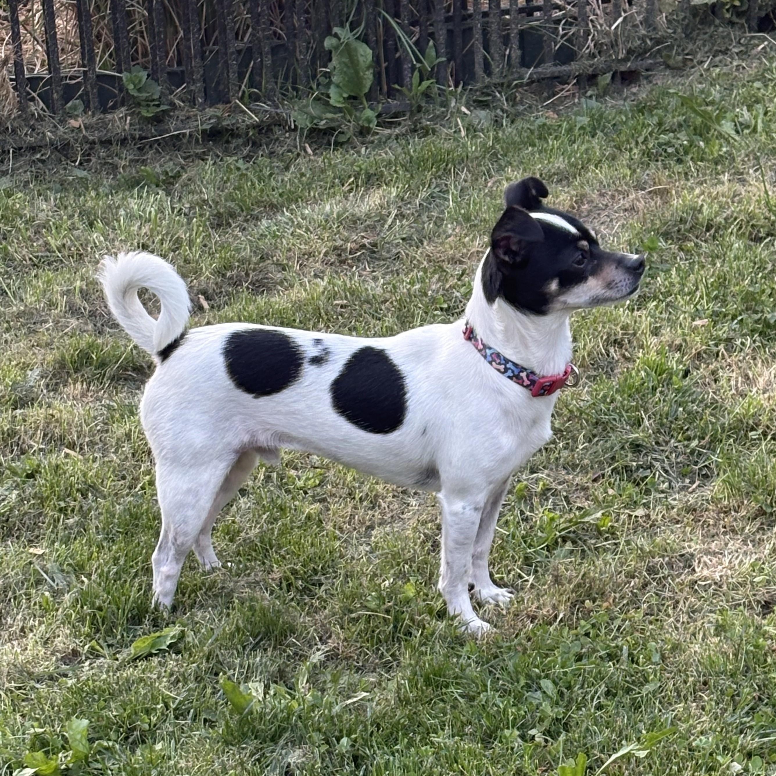 Miso, a ADOPTABLE mixed breed in Abington, PA image 2/3