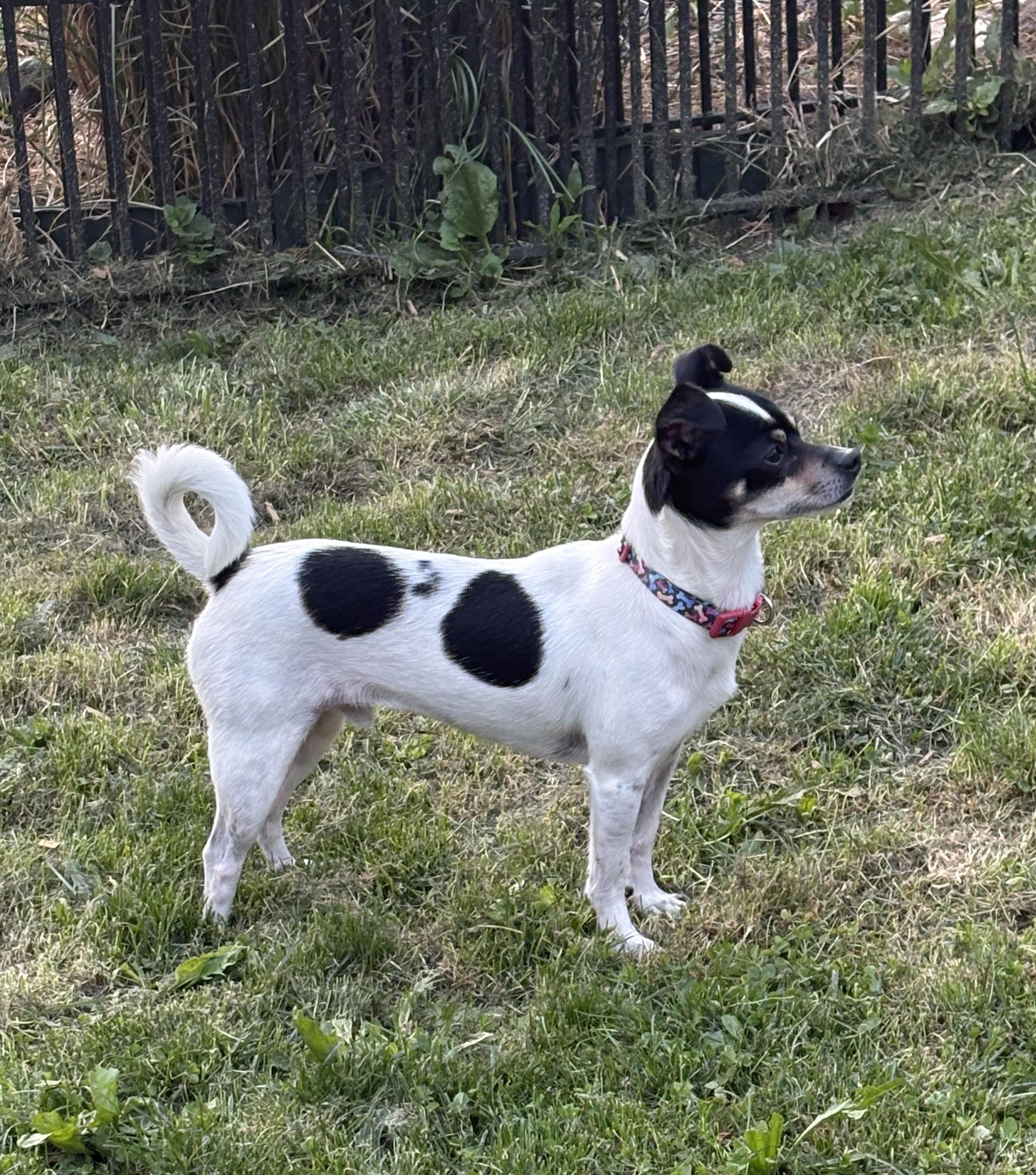 Miso, a ADOPTABLE mixed breed in Abington, PA image 1/3