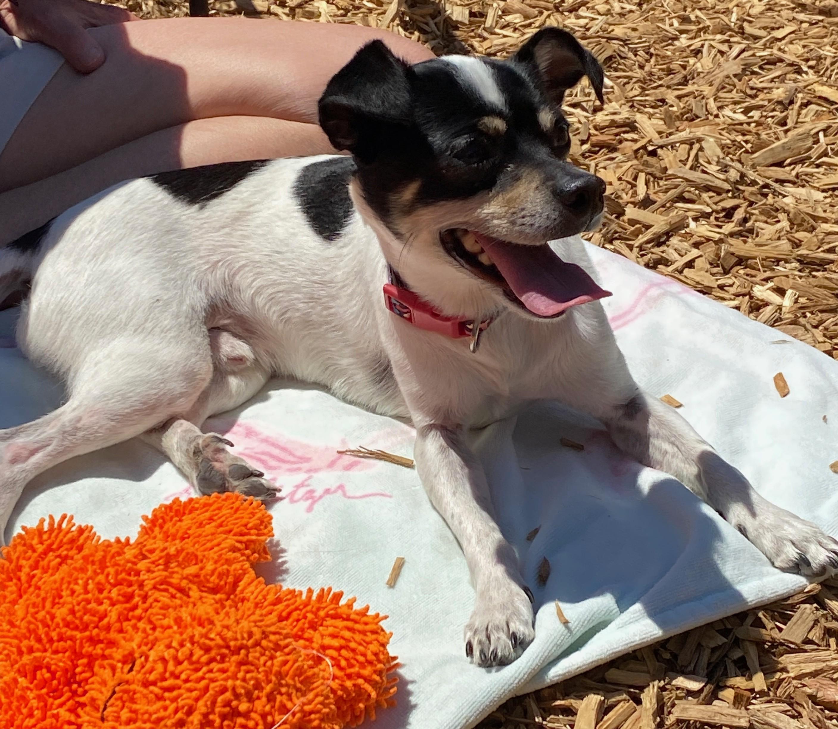 Miso, a ADOPTABLE mixed breed in Abington, PA image 3/3