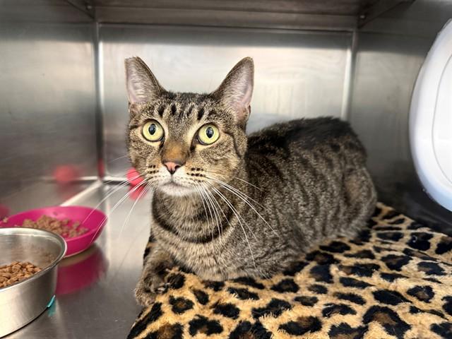 CAKEY CAT, Adoptable, Adult Female Domestic Short Hair.