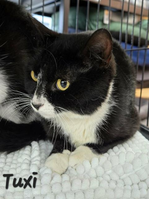 Tuxi, ADOPTABLE, Adult Female Domestic Short Hair.