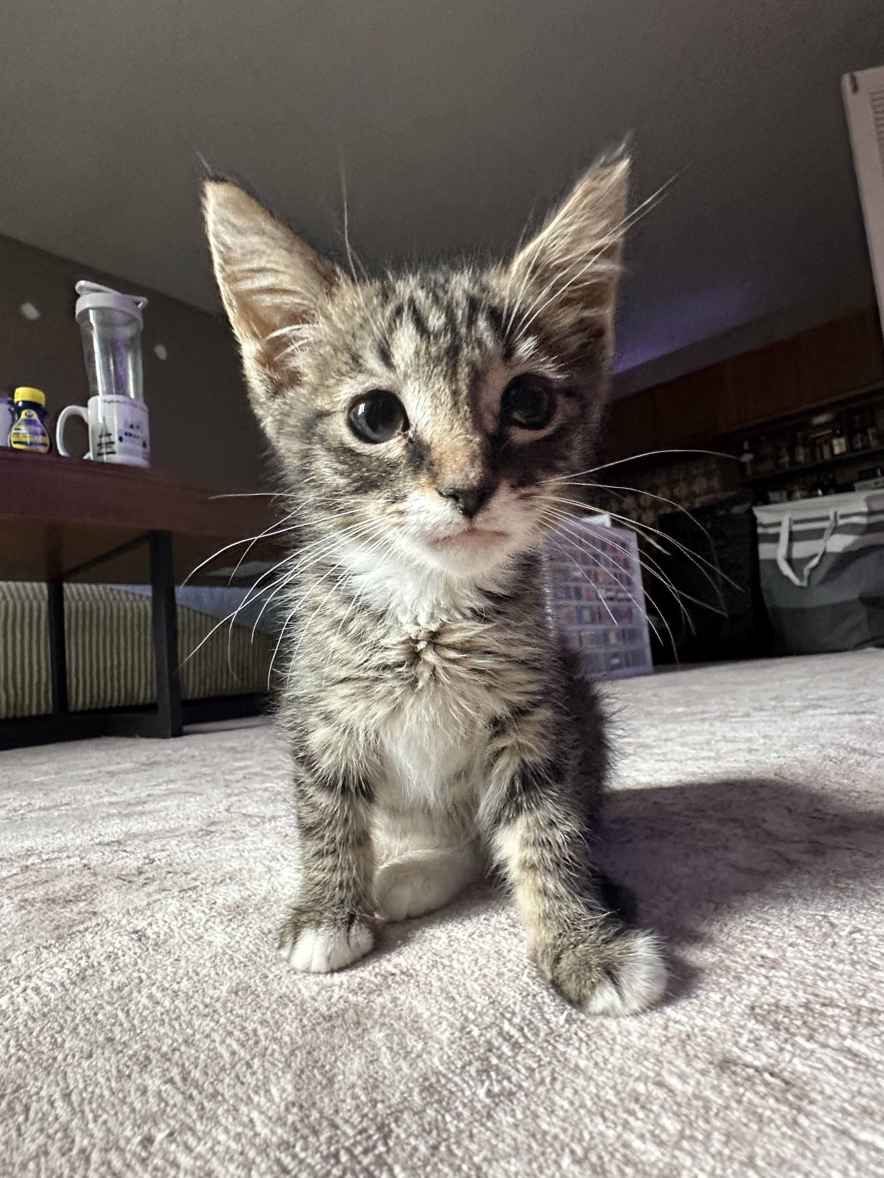 Letty, Adoptable, Young Female Domestic Medium Hair.