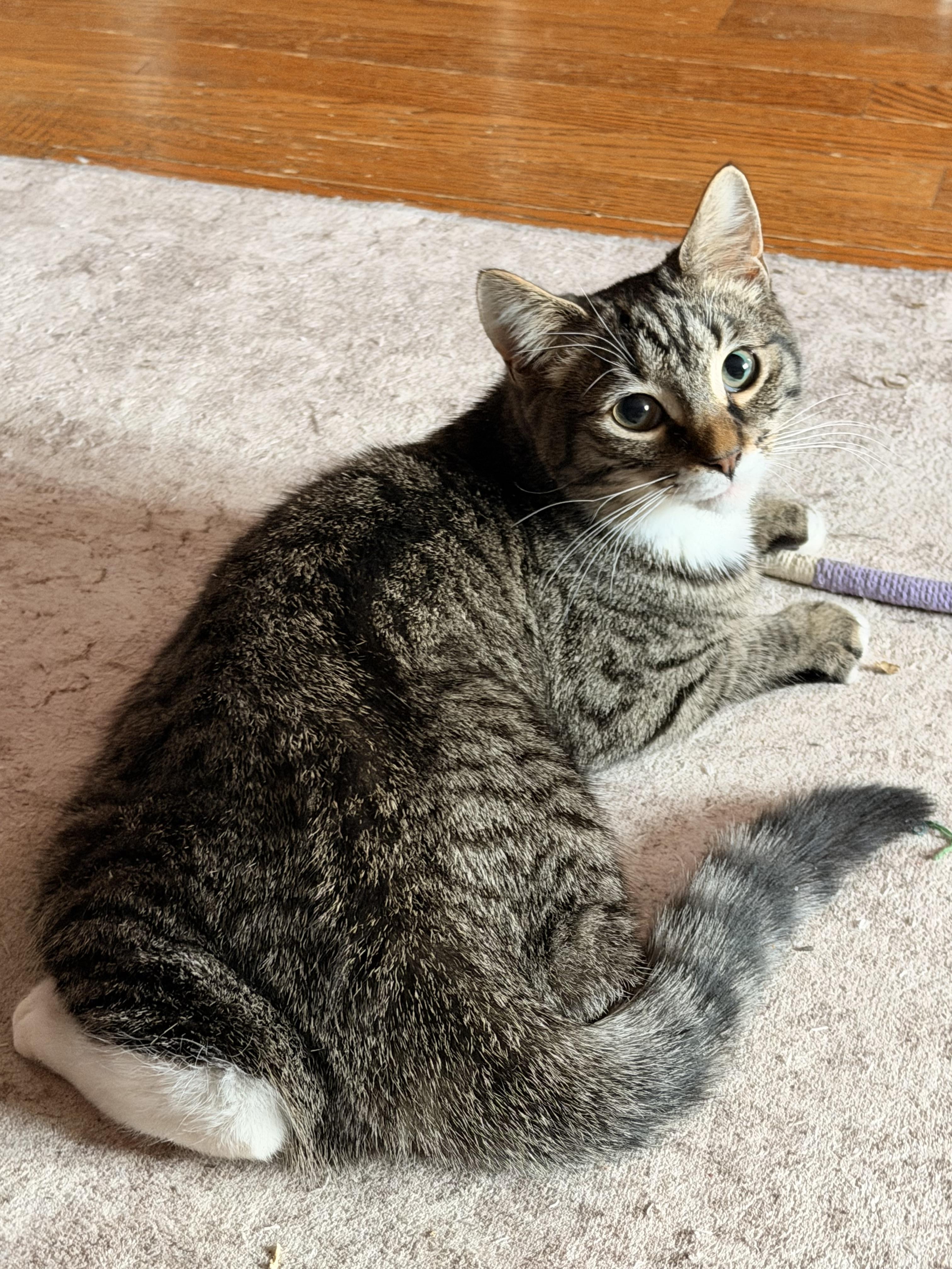 Enlarge Letty, a Adoptable Domestic Medium Hair in Clymer, PA image 3/6