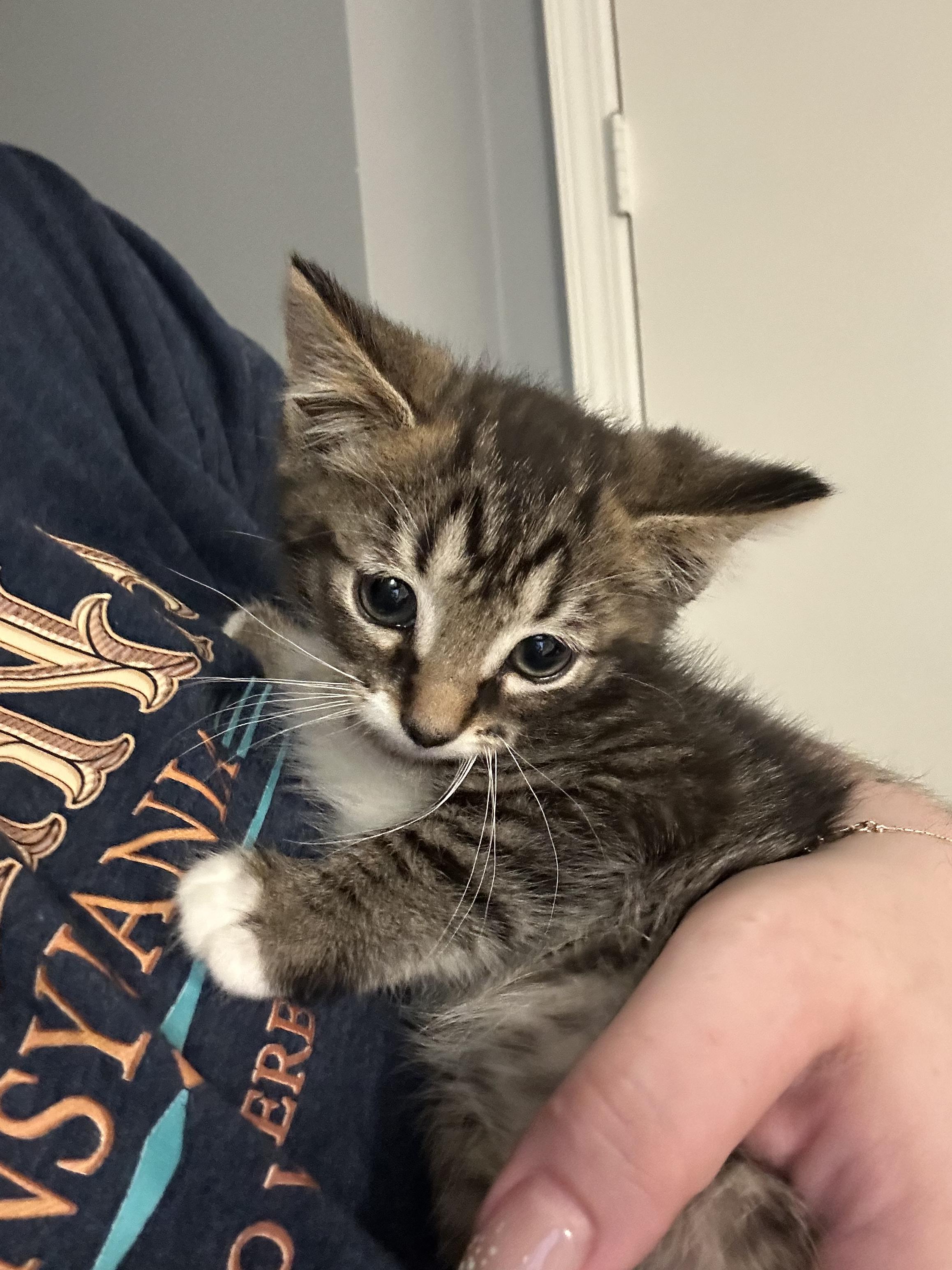 Enlarge Letty, a Adoptable Domestic Medium Hair in Clymer, PA image 6/6