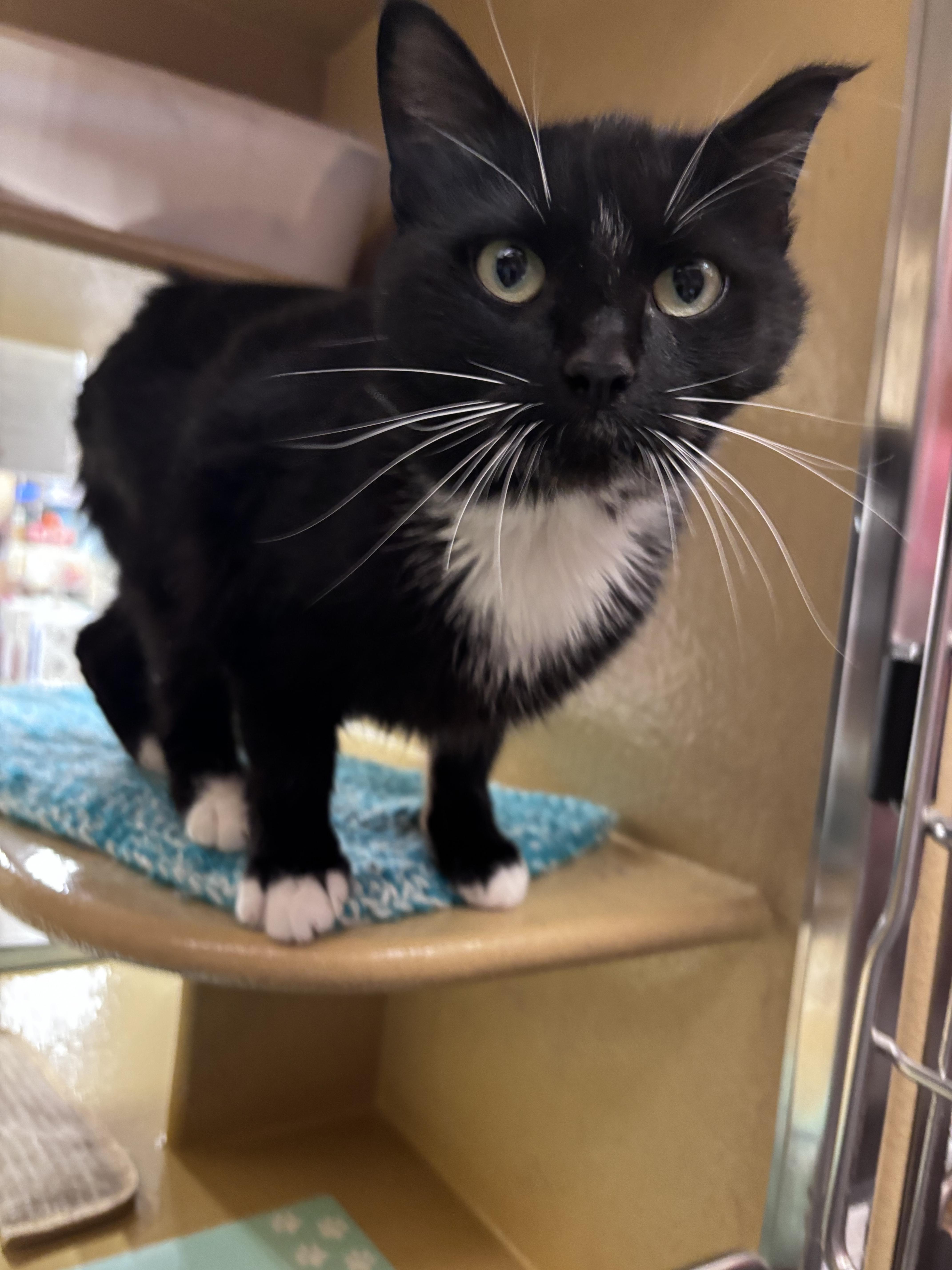 Enlarge Cindy, a Adoptable mixed breed in Hurricane, UT image 1/4