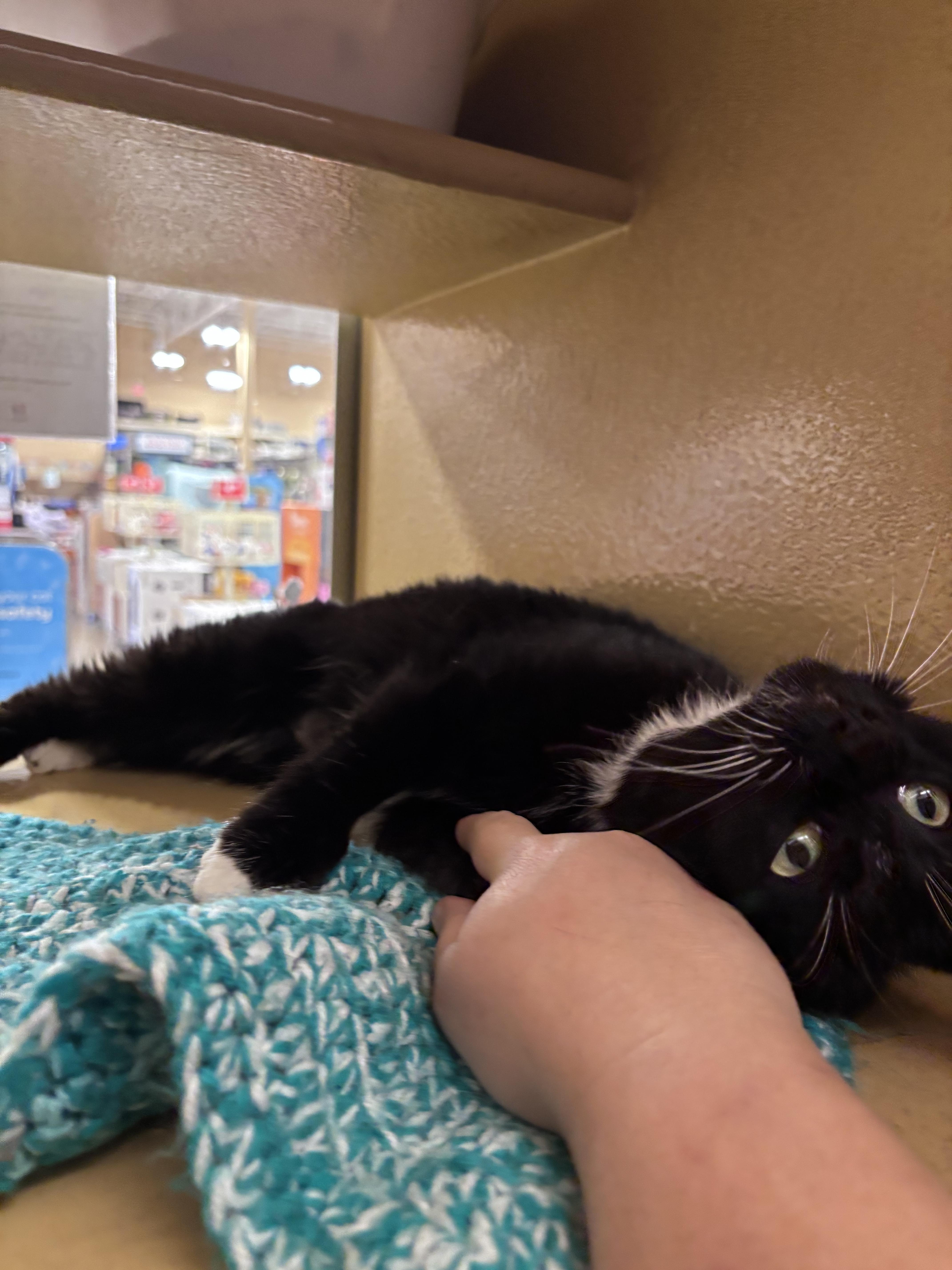 Enlarge Cindy, a Adoptable mixed breed in Hurricane, UT image 2/4