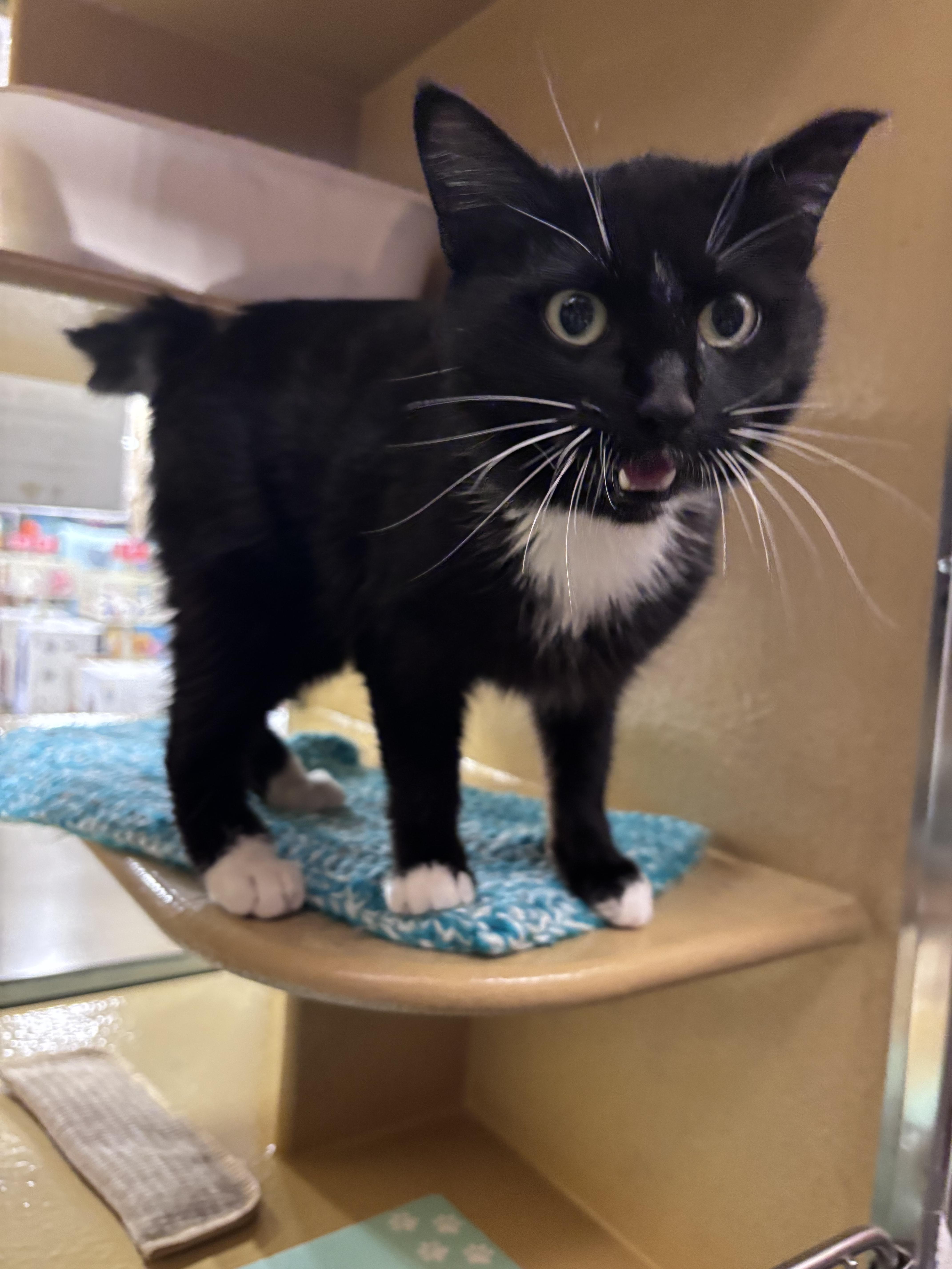 Enlarge Cindy, a Adoptable mixed breed in Hurricane, UT image 3/4