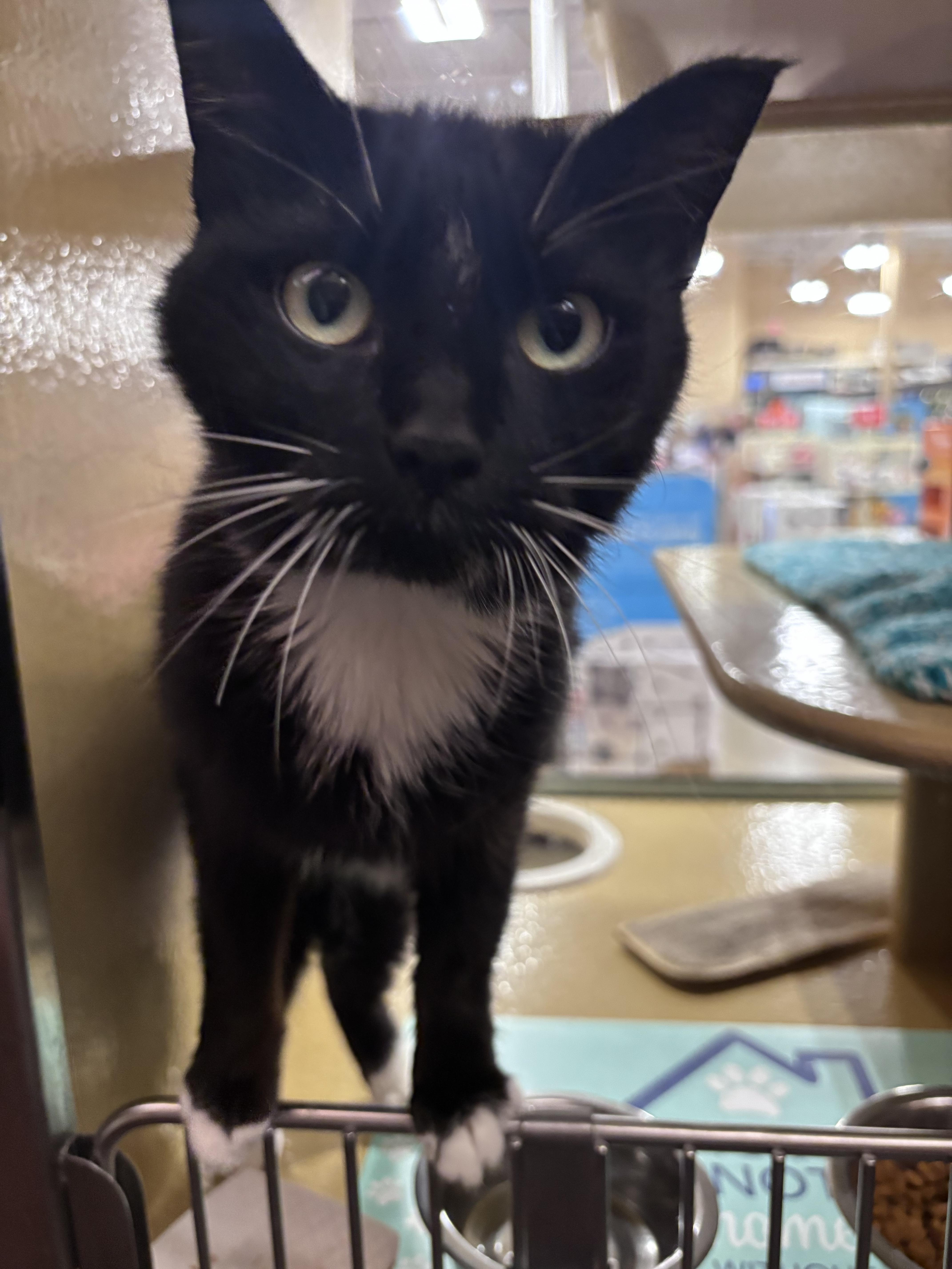 Enlarge Cindy, a Adoptable mixed breed in Hurricane, UT image 4/4