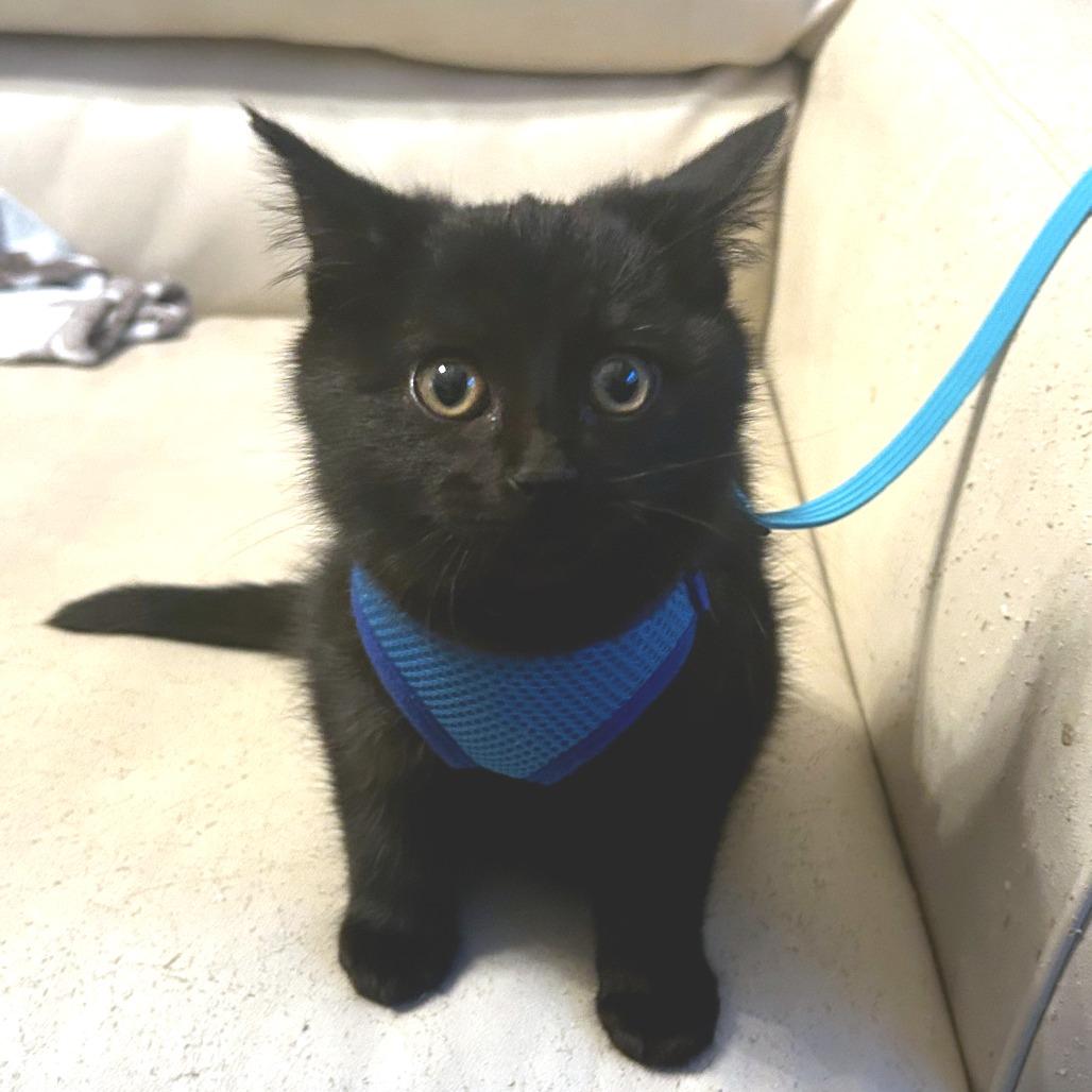 Enlarge Myrtle, a Adoptable Domestic Medium Hair in Huntsville, AL image 1/6