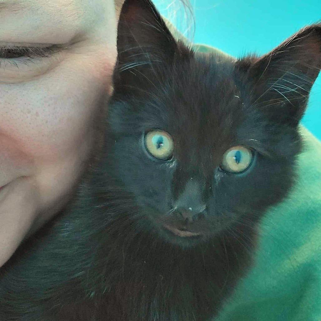 Enlarge Myrtle, a Adoptable Domestic Medium Hair in Huntsville, AL image 2/6