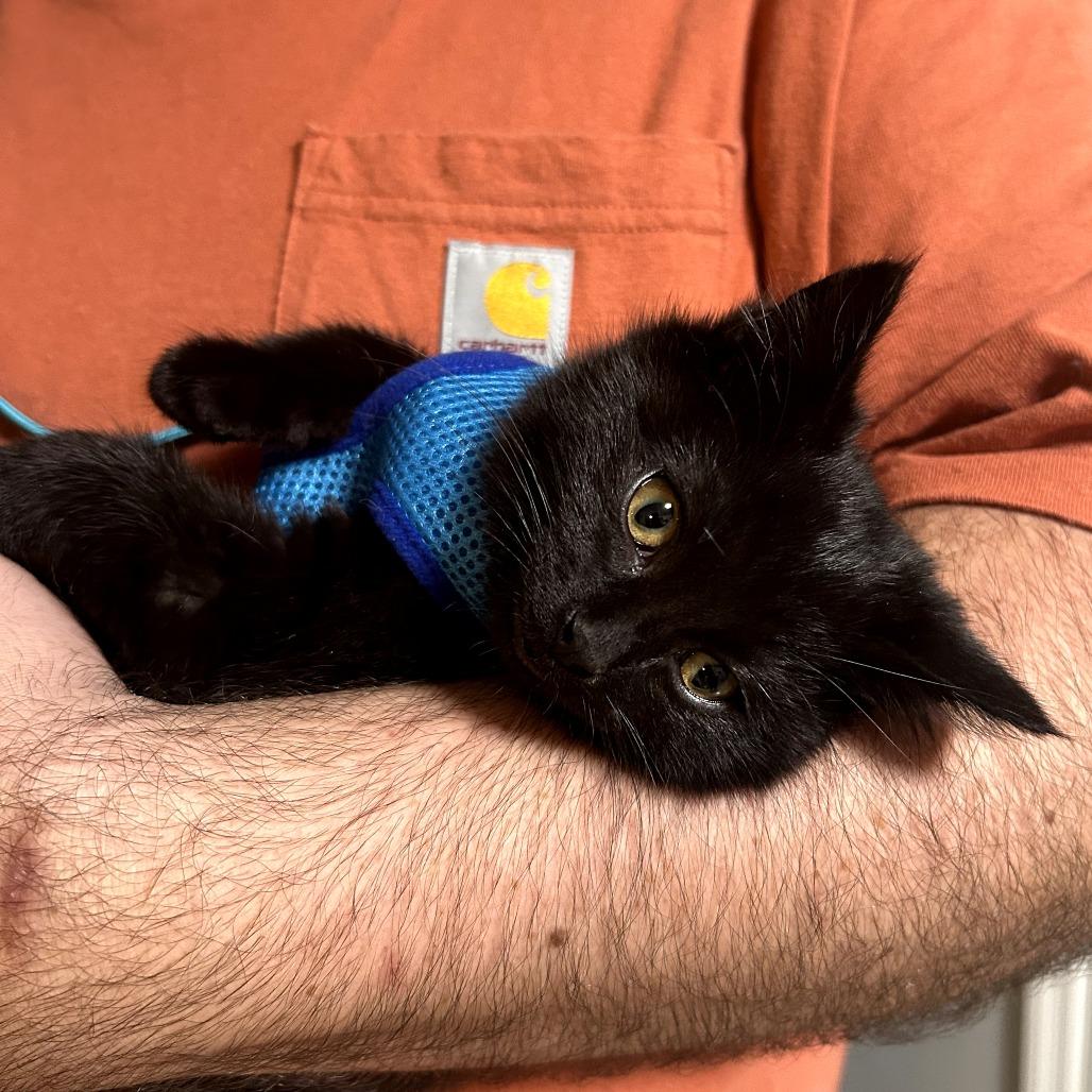 Enlarge Myrtle, a Adoptable Domestic Medium Hair in Huntsville, AL image 3/6