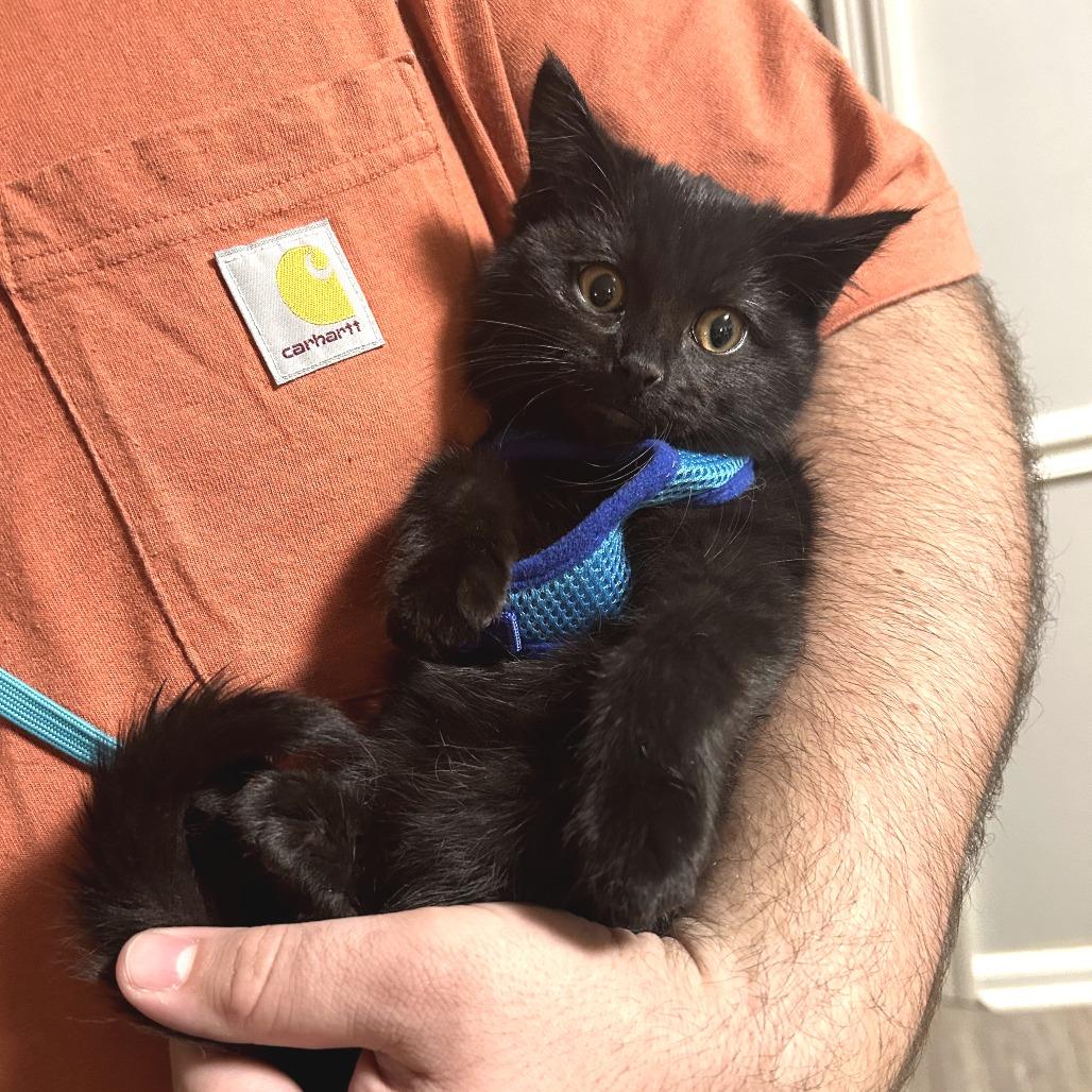 Enlarge Myrtle, a Adoptable Domestic Medium Hair in Huntsville, AL image 4/6