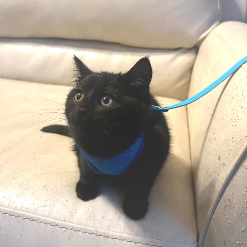 Enlarge Myrtle, a Adoptable Domestic Medium Hair in Huntsville, AL image 5/6