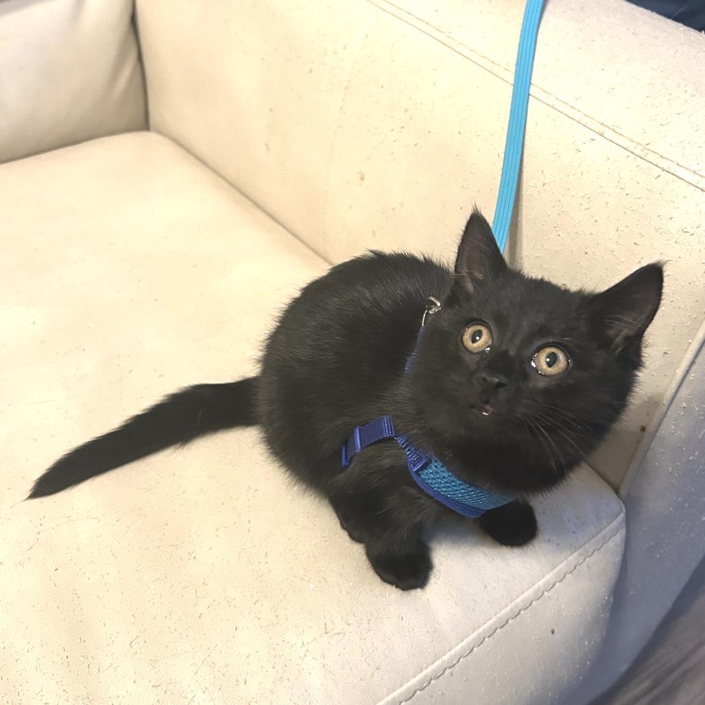 Enlarge Myrtle, a Adoptable Domestic Medium Hair in Huntsville, AL image 6/6