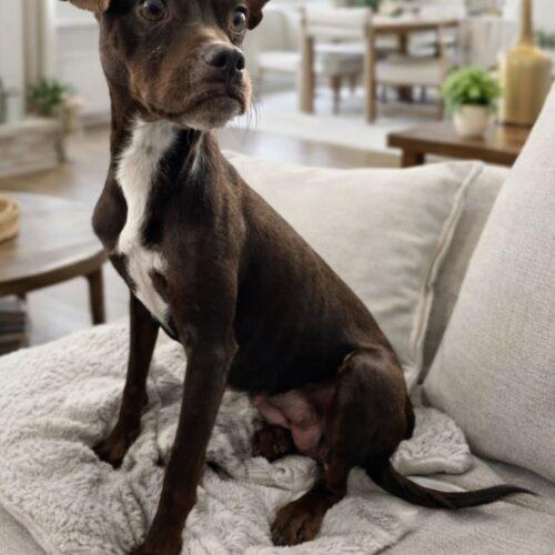 Enlarge Peanut, a Adoptable mixed breed in Coachella, CA image 1/2