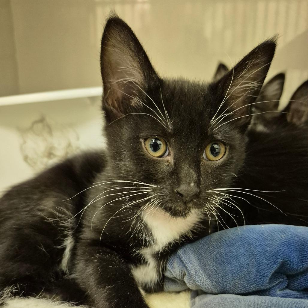 Enlarge Cora, a Adoptable Domestic Short Hair image 1/1