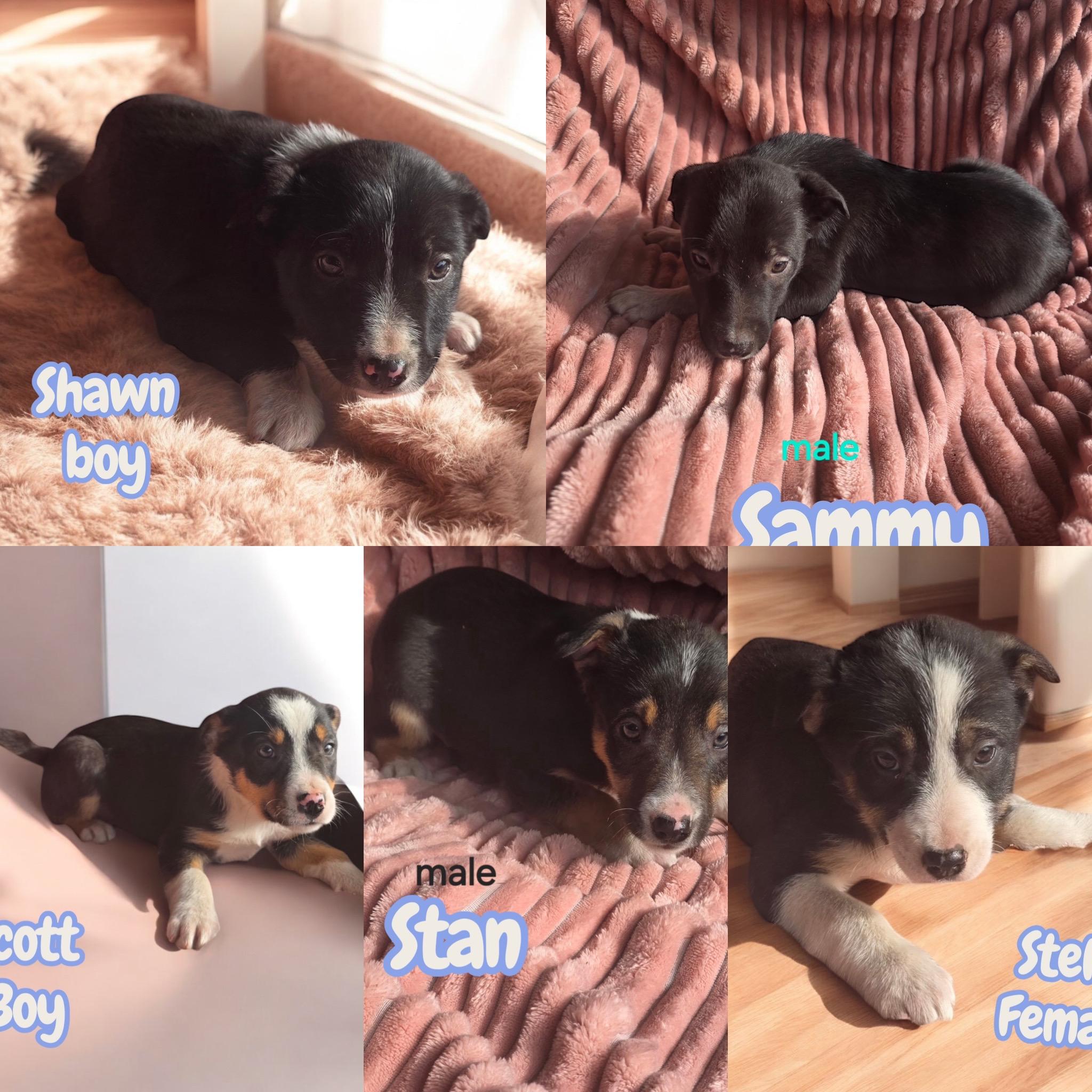 Border collie litter , ADOPTABLE, Puppy Female Border Collie.