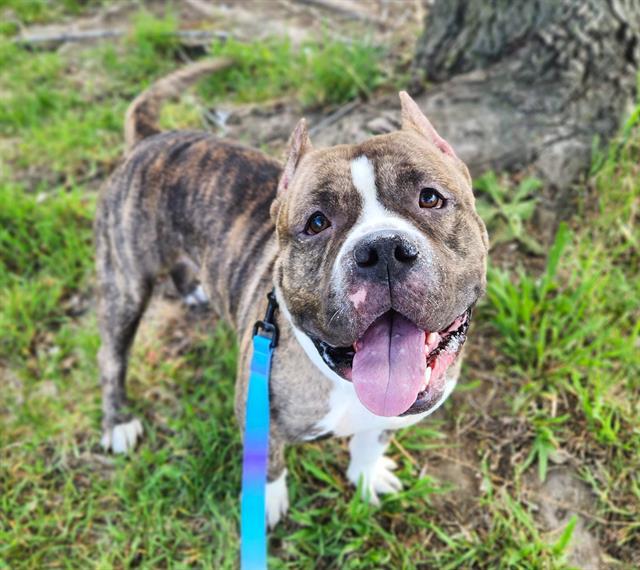 EUGENE, Adoptable, Adult Male Staffordshire Bull Terrier & Mixed Breed.