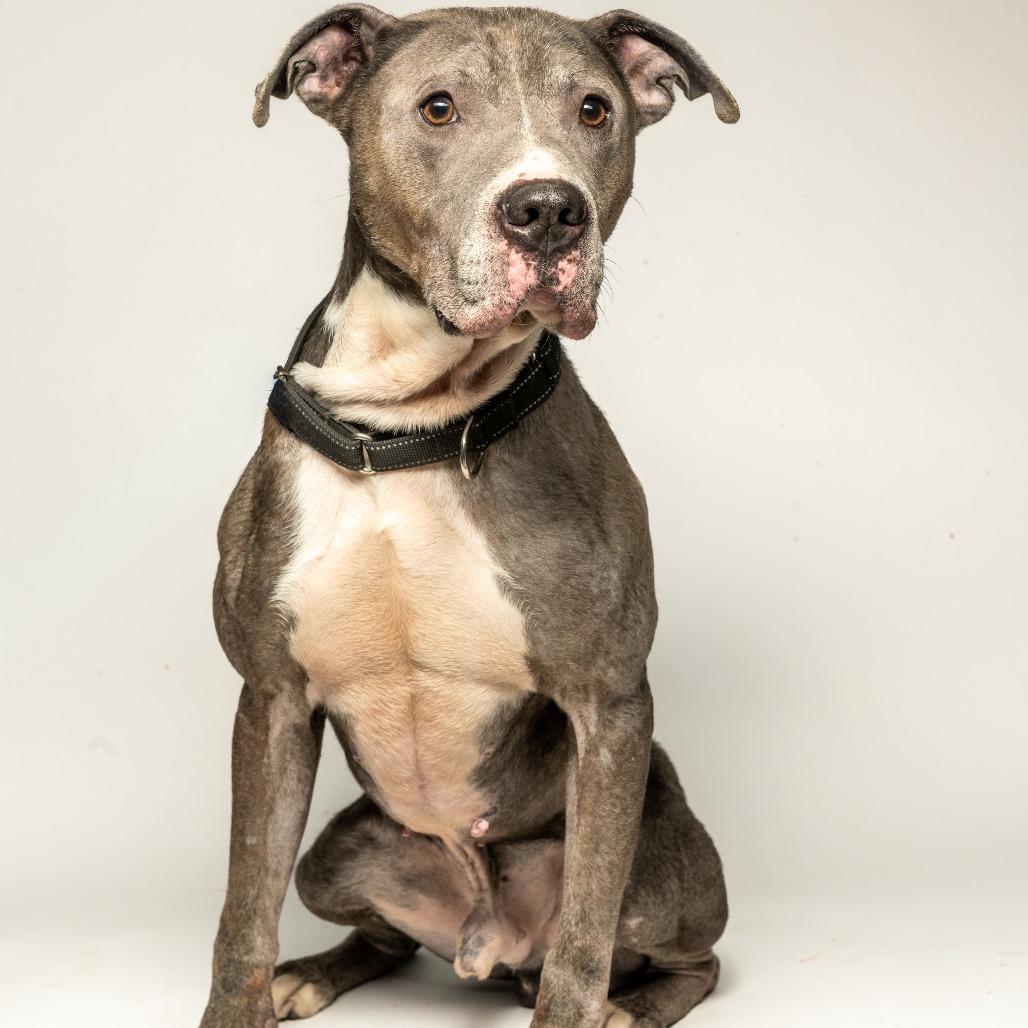 Enlarge Sarge, a Adoptable mixed breed in Tipton, IN image 1/6