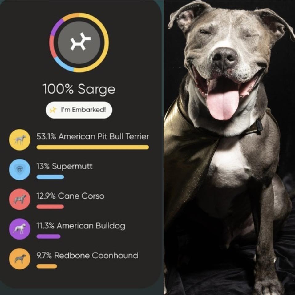 Enlarge Sarge, a Adoptable mixed breed in Tipton, IN image 2/6