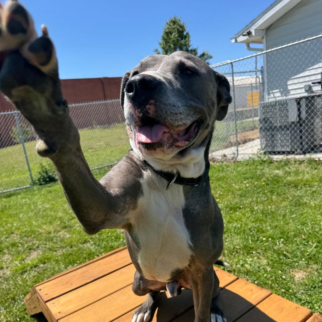 Enlarge Sarge, a Adoptable mixed breed in Tipton, IN image 2/6