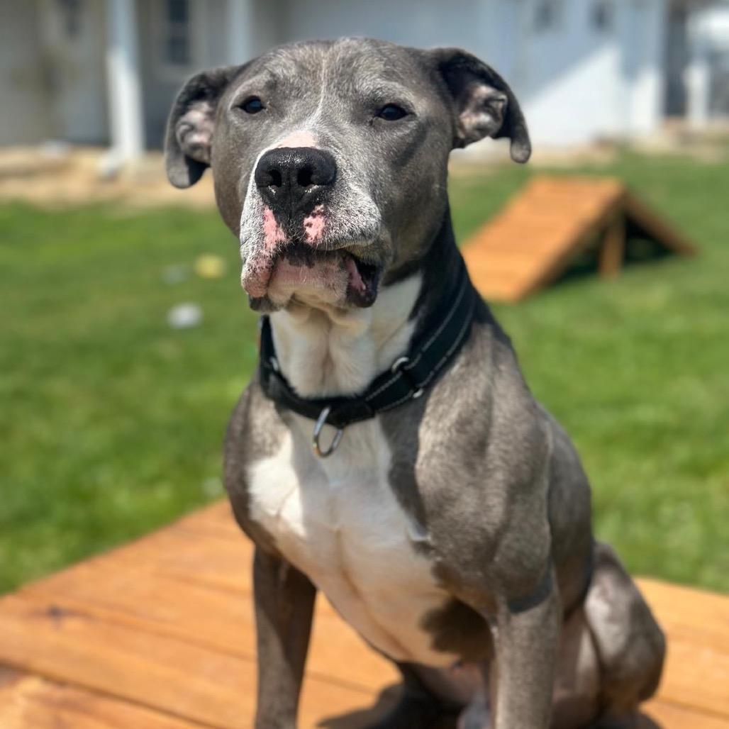 Enlarge Sarge, a Adoptable mixed breed in Tipton, IN image 4/6