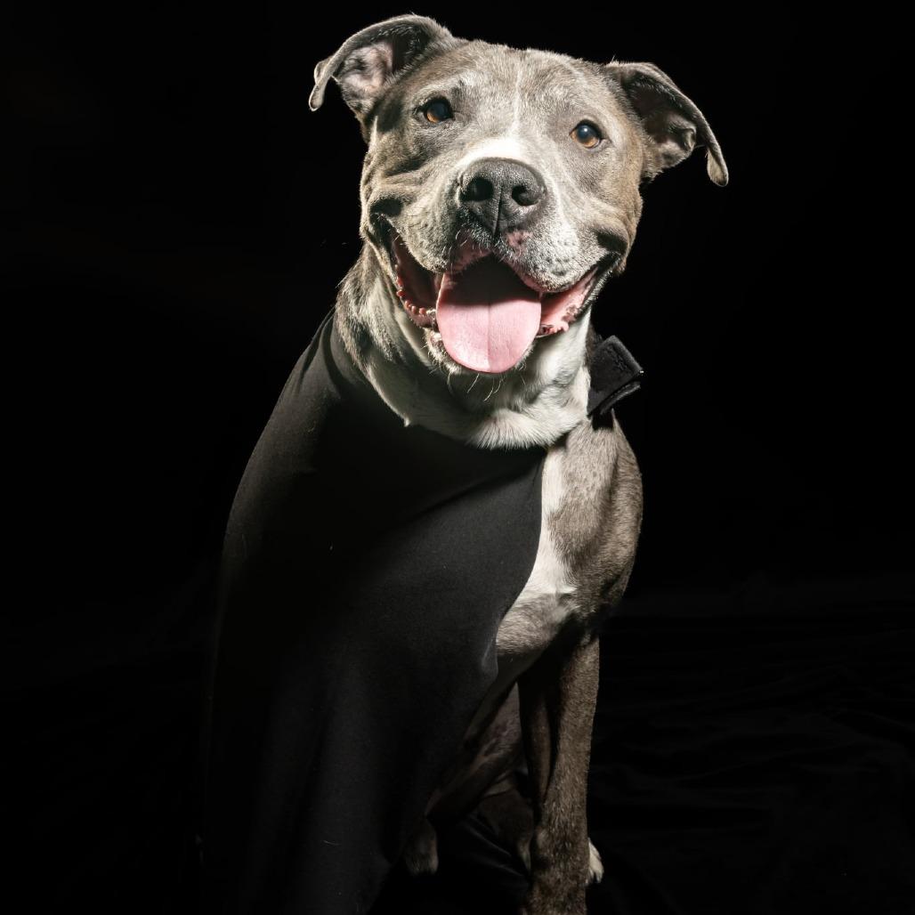 Enlarge Sarge, a Adoptable mixed breed in Tipton, IN image 5/6