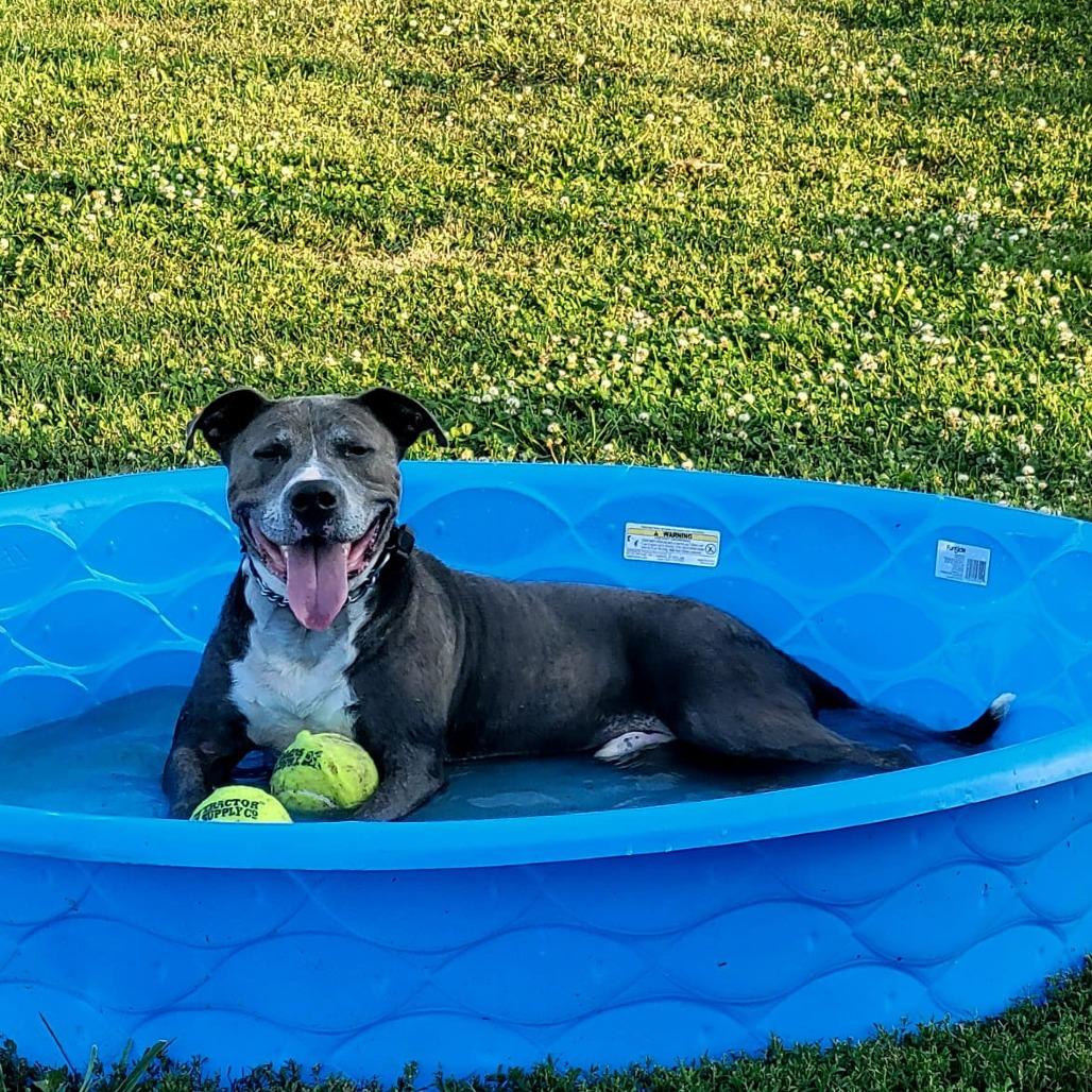 Enlarge Sarge, a Adoptable mixed breed in Tipton, IN image 6/6