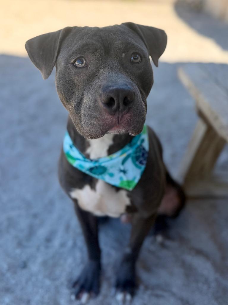 Enlarge Andy, a Adoptable Mixed Breed in Muskegon, MI image 1/3