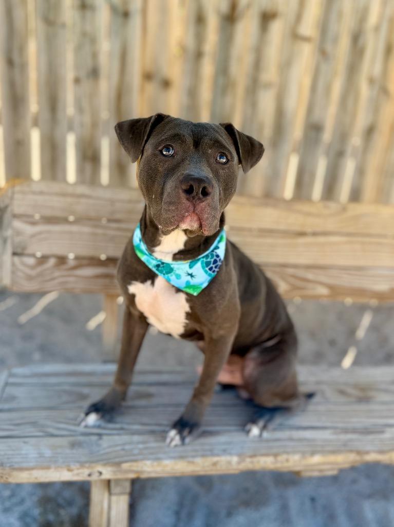 Enlarge Andy, a Adoptable Mixed Breed in Muskegon, MI image 2/3