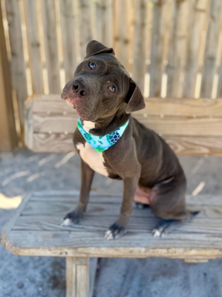 Enlarge Andy, a Adoptable Mixed Breed in Muskegon, MI image 3/3