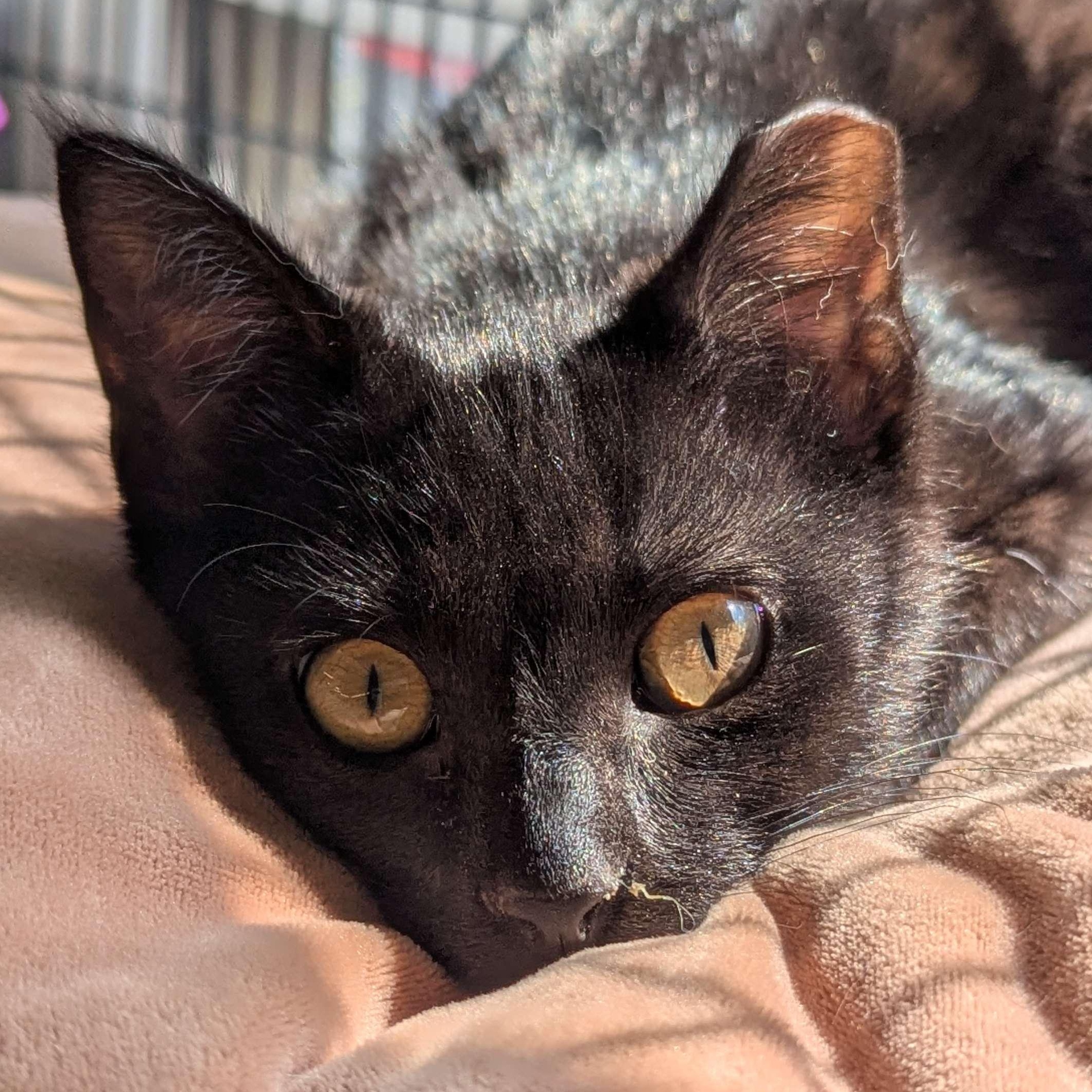 Orzo - Private Investigator-FEE WAIVED