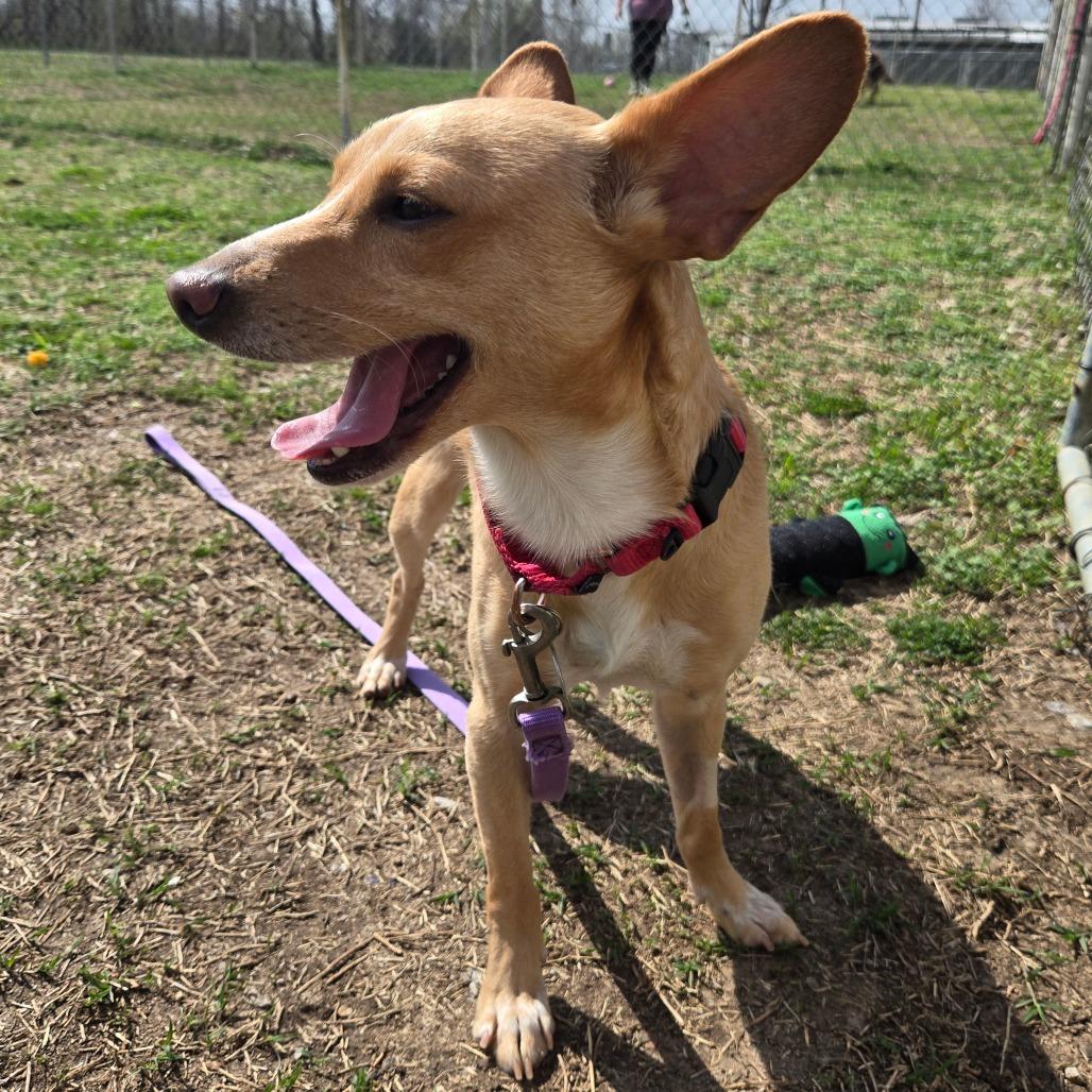 Enlarge Luke, a Adoptable mixed breed in Tulsa, OK image 1/6