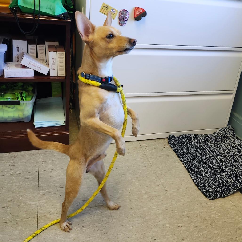 Enlarge Luke, a Adoptable mixed breed in Tulsa, OK image 2/6