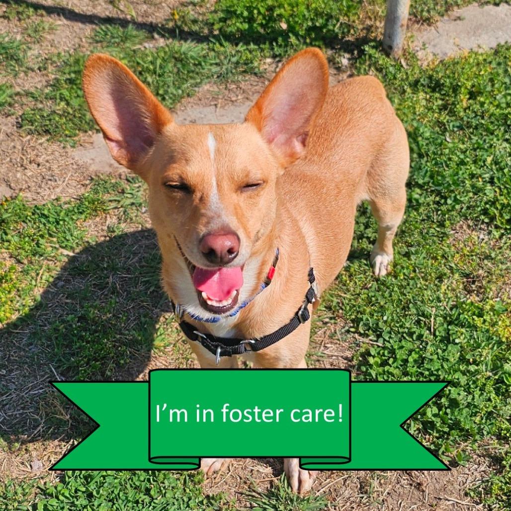 Enlarge Luke, a Adoptable mixed breed in Tulsa, OK image 3/6